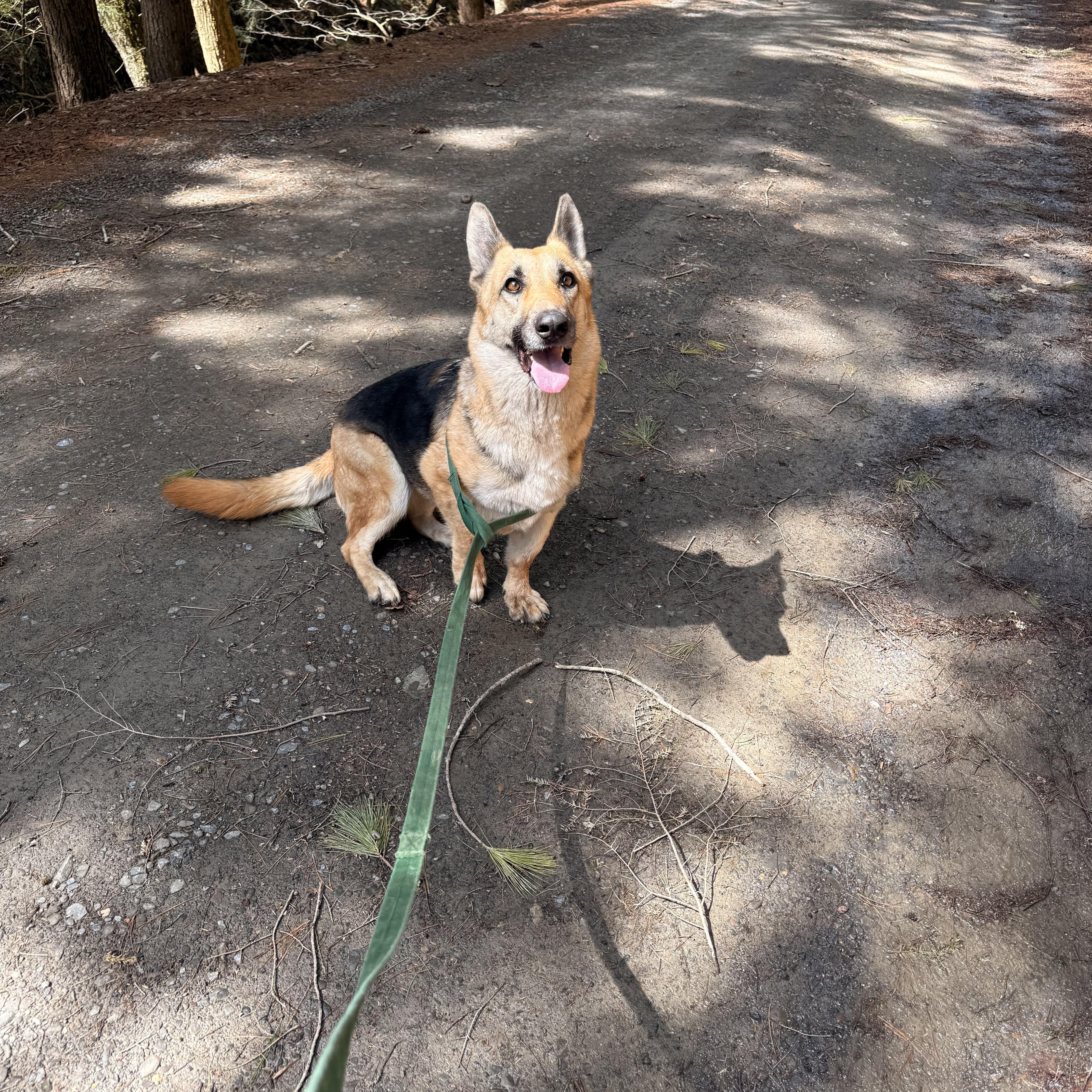 Enlarge Grettel, an adopted mixed breed in Milford, NY image 5/5