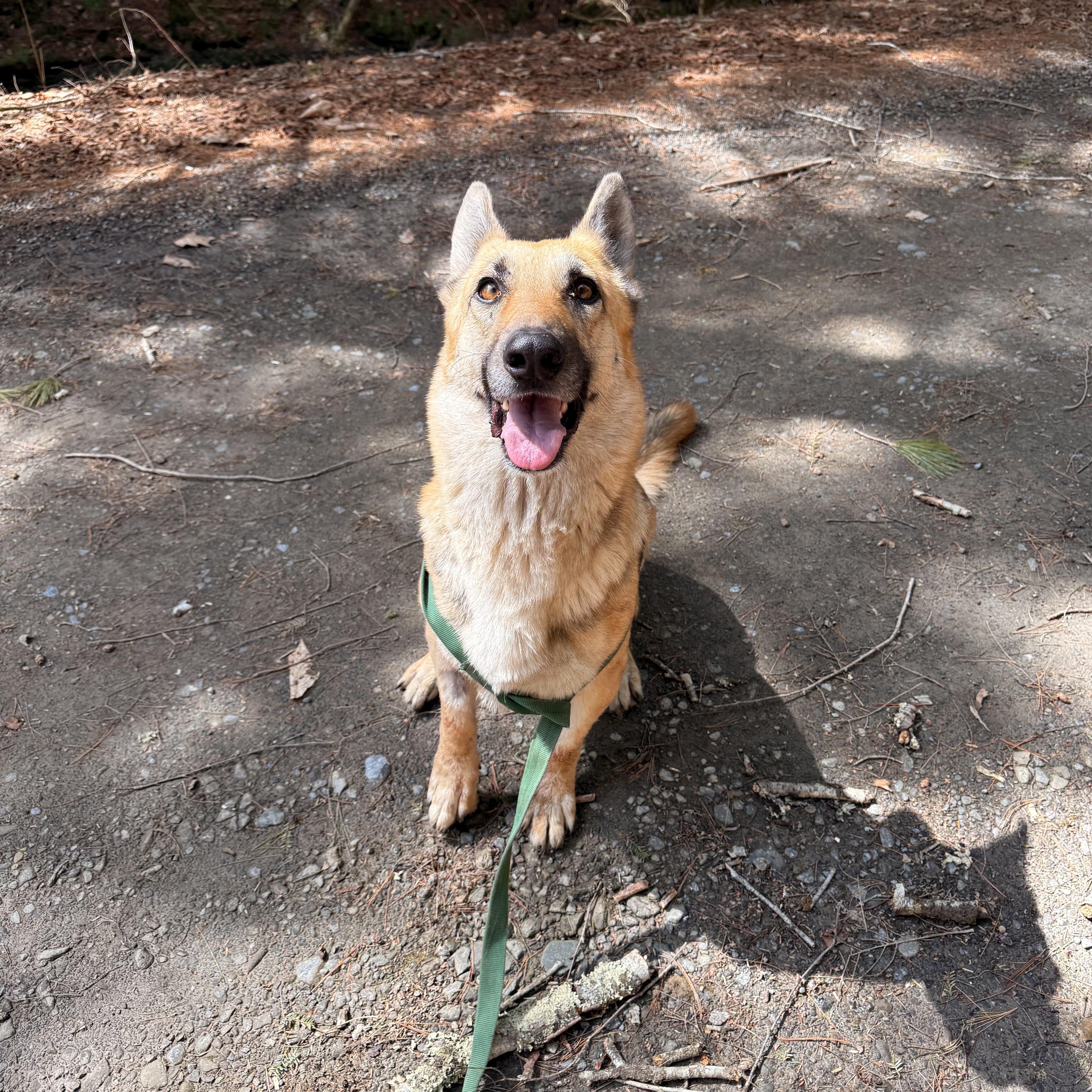 Enlarge Grettel, an adopted mixed breed in Milford, NY image 2/5