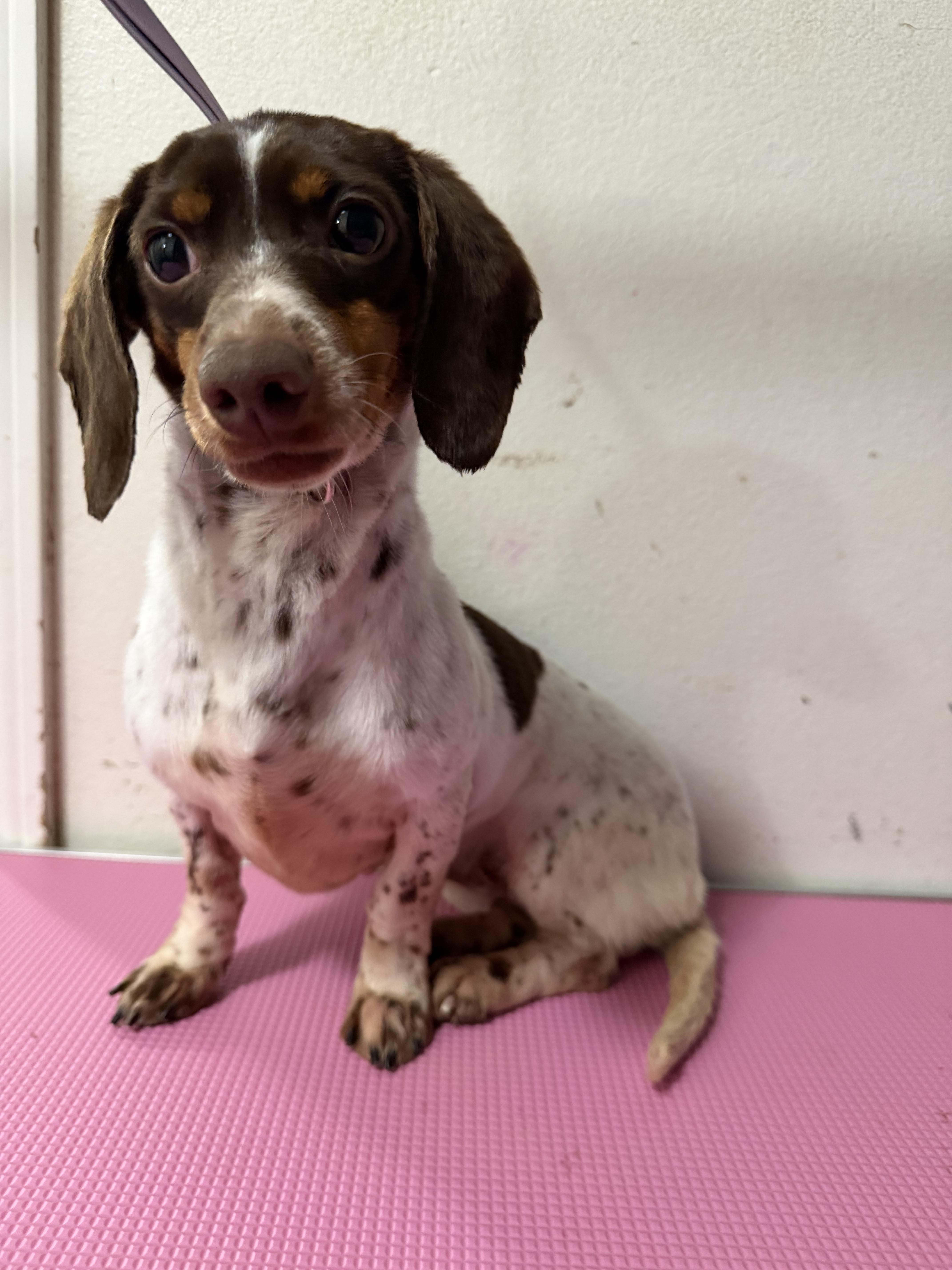 Coco, Adoptable, Adult Female Dachshund.
