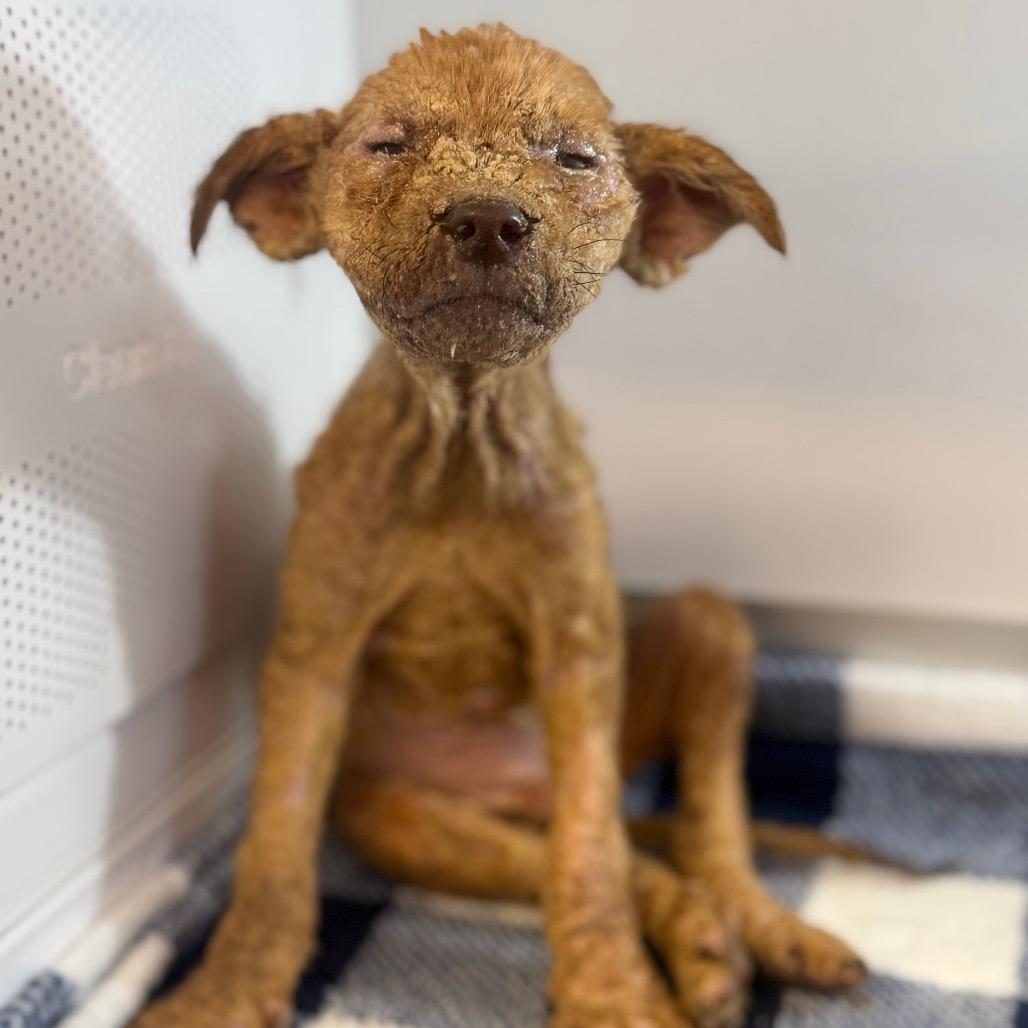 Enlarge Chance, a Adoptable Mixed Breed in Pauls Valley, OK image 3/5