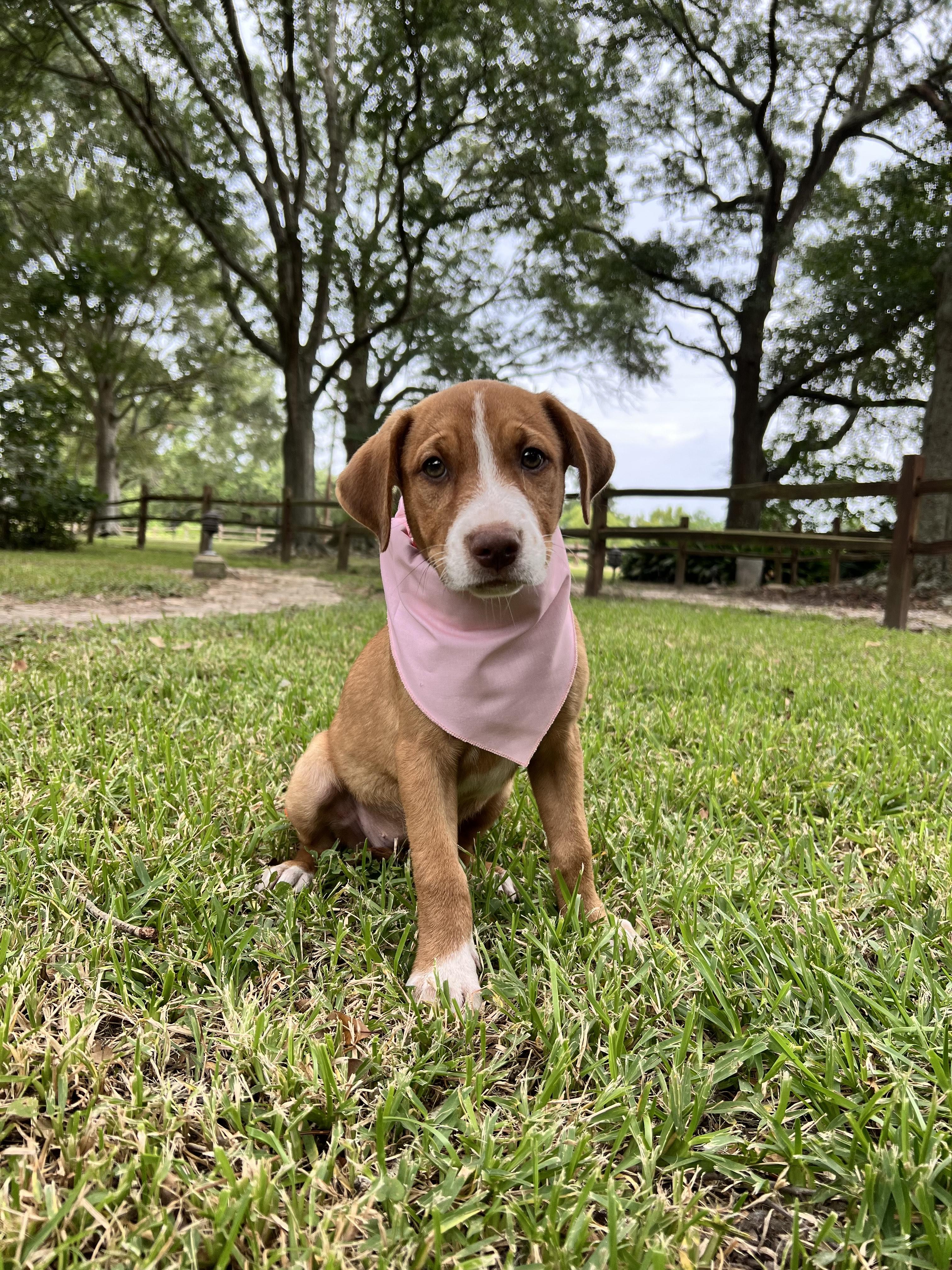 Ruby, Young Female Shepherd