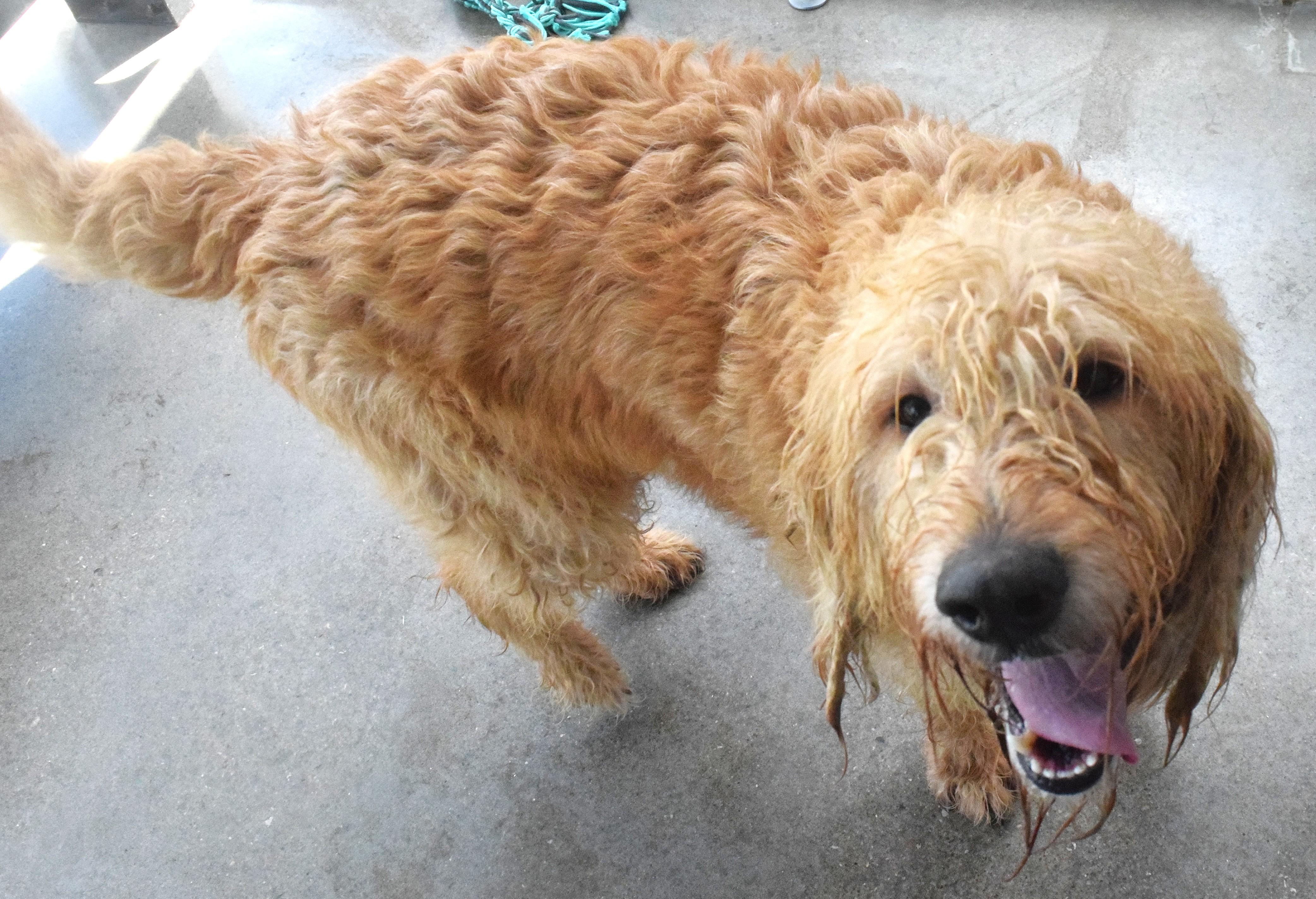 Enlarge #22118, a ADOPTABLE Goldendoodle in Broken Arrow, OK image 1/1