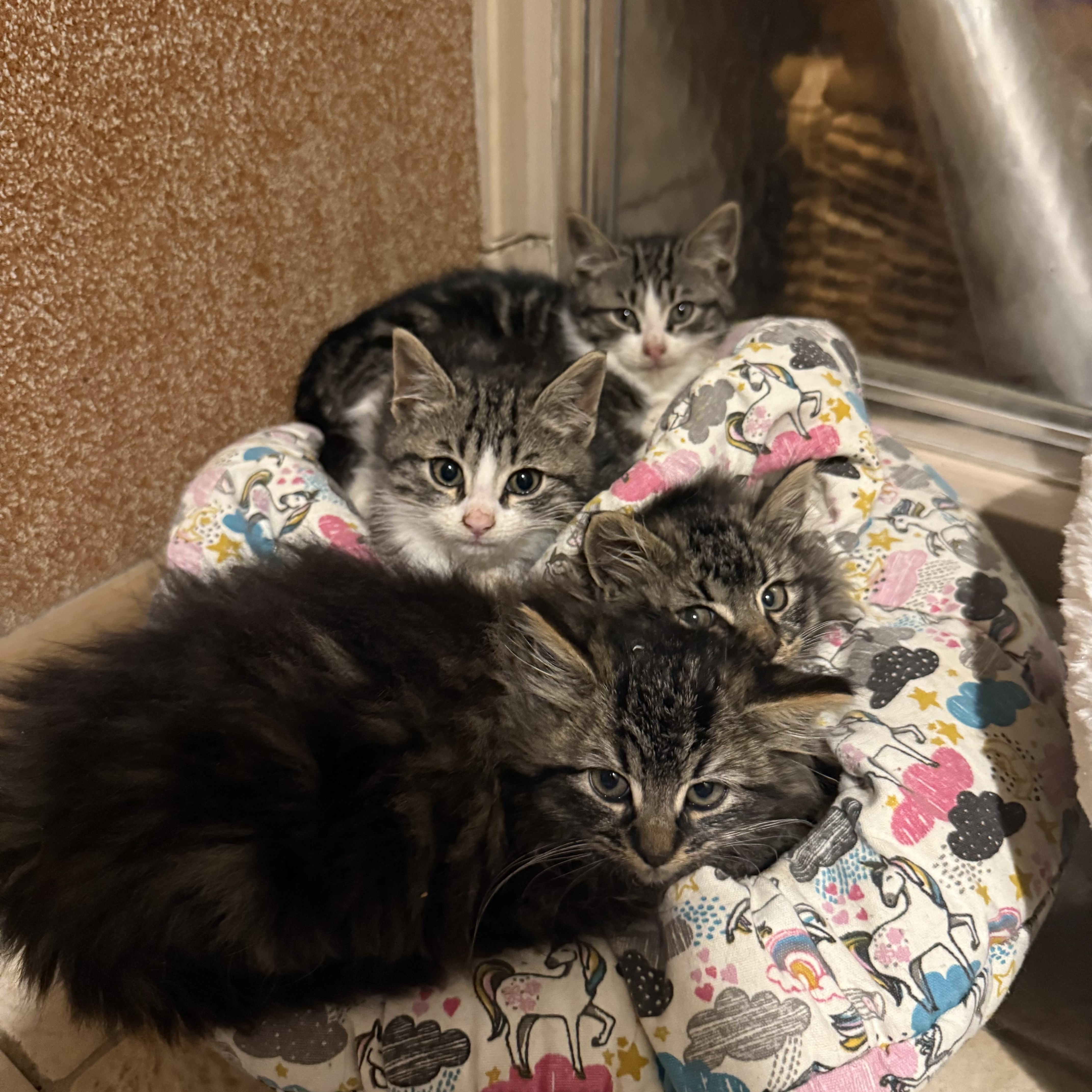 Enlarge Jalapeño , a ADOPTABLE Domestic Short Hair in Clifton, NJ image 6/6