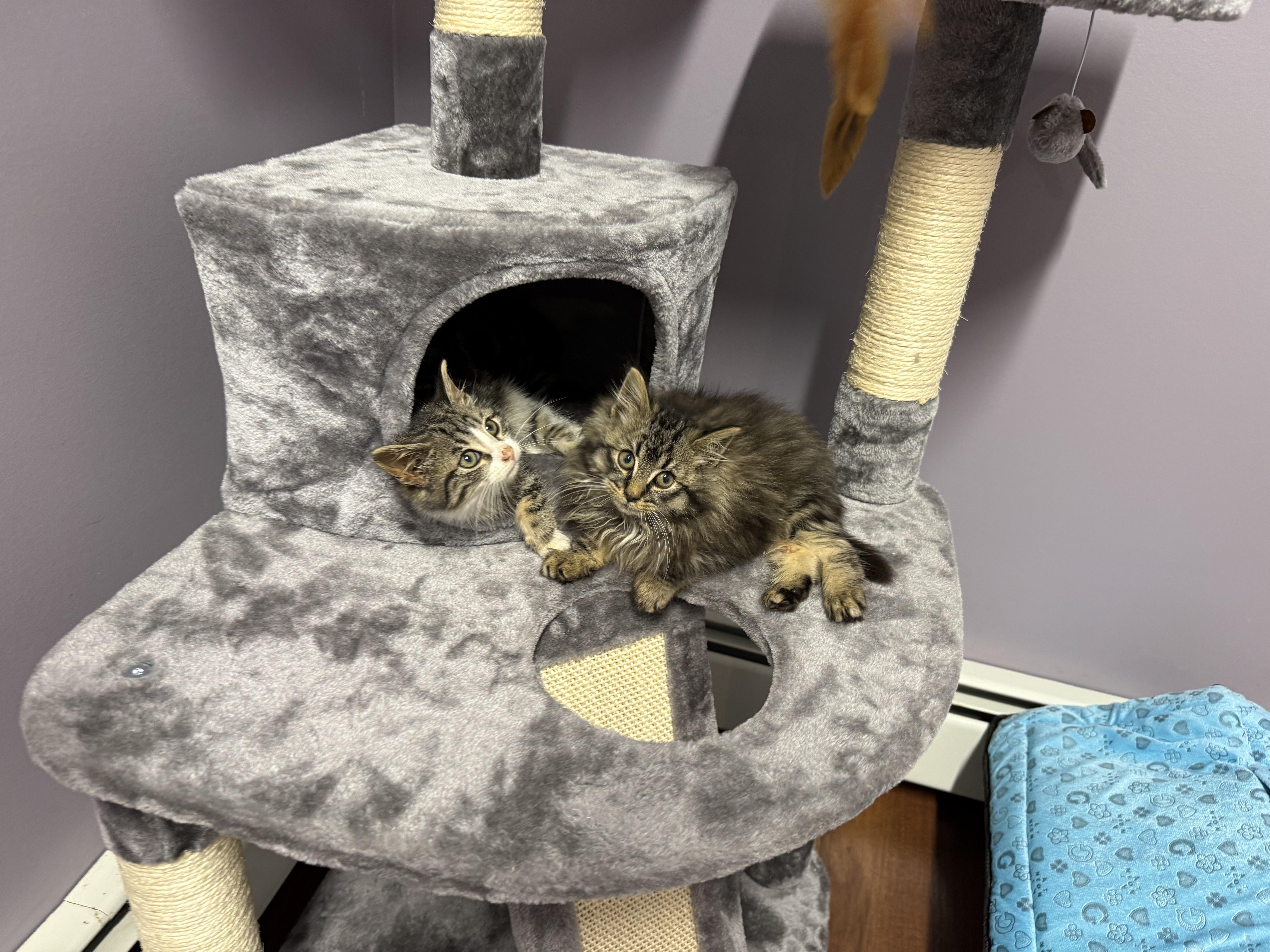 Enlarge Jalapeño , a ADOPTABLE Domestic Short Hair in Clifton, NJ image 2/6