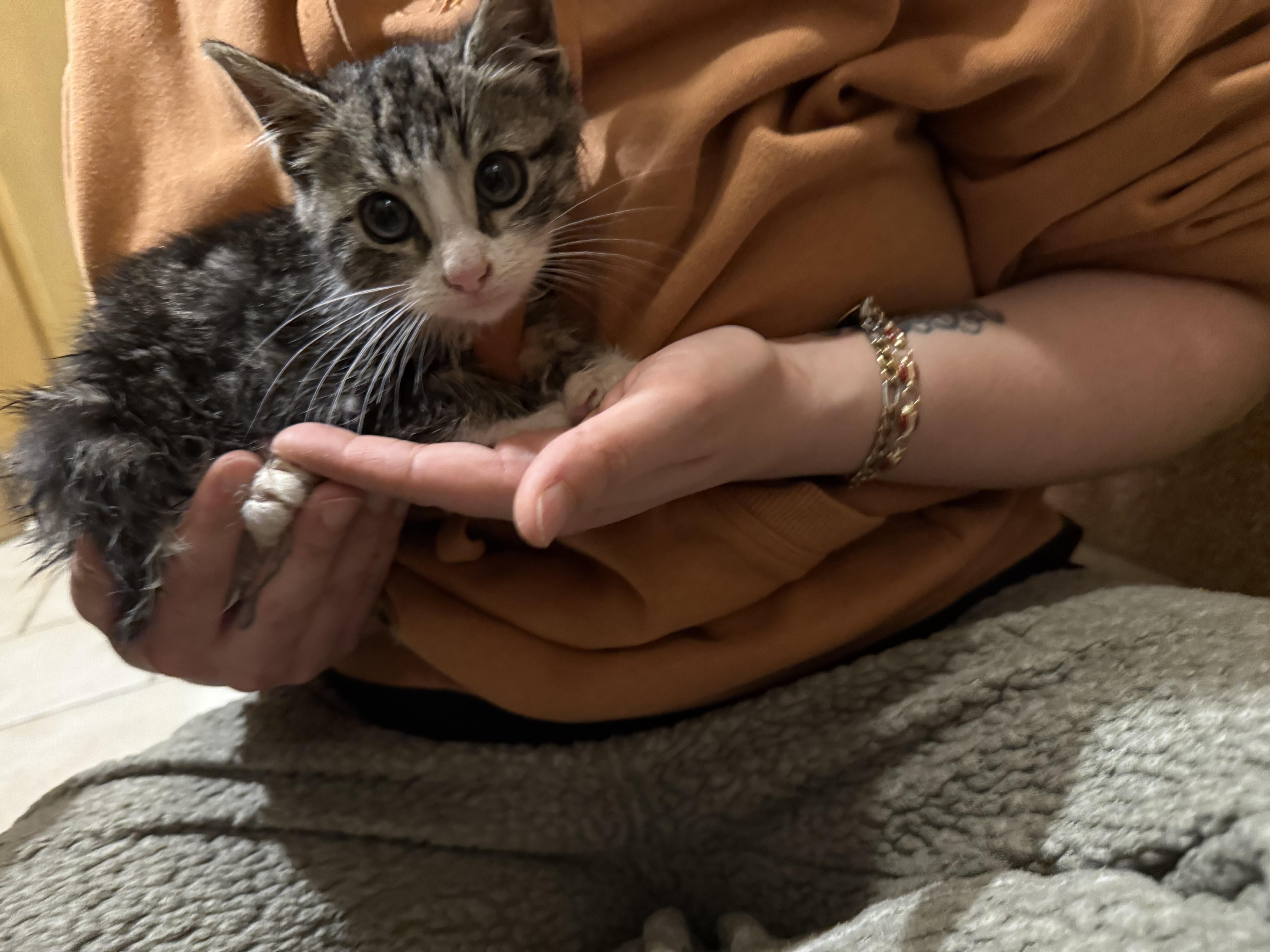 Enlarge Jalapeño , a ADOPTABLE Domestic Short Hair in Clifton, NJ image 4/6