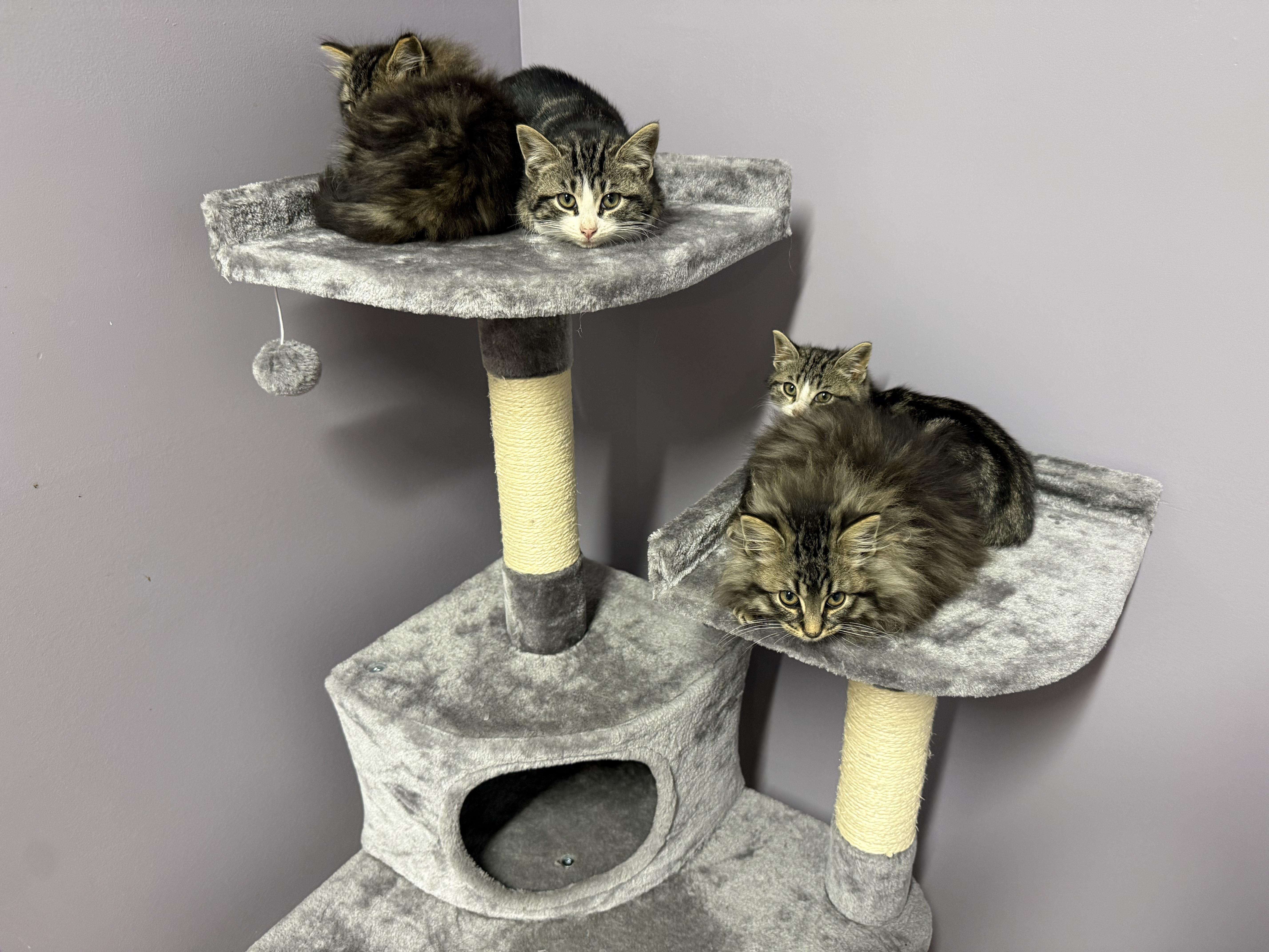 Enlarge Jalapeño , a ADOPTABLE Domestic Short Hair in Clifton, NJ image 5/6