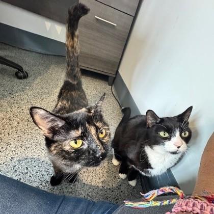 Vanessa, Adoptable, Adult Female Domestic Short Hair.