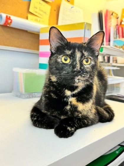Vanessa, a Adoptable Domestic Short Hair in Washington, DC image 2/3