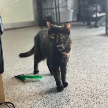 Vanessa, a Adoptable Domestic Short Hair in Washington, DC image 3/3