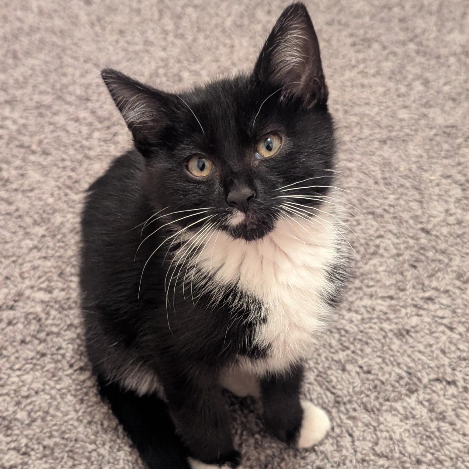 Roo, Baby Male Domestic Short Hair