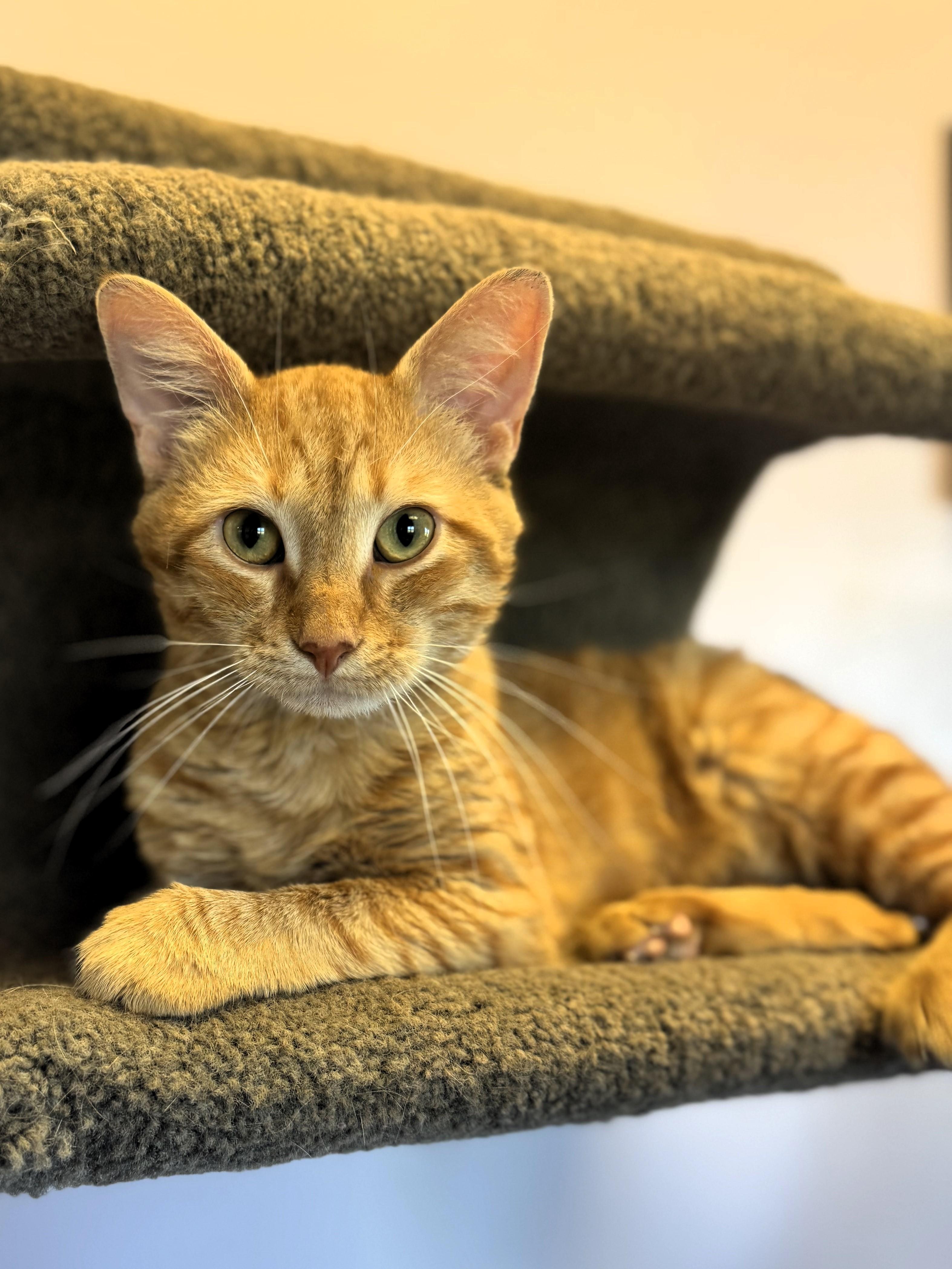 Cheeto, adopted, Young Male Domestic Short Hair.