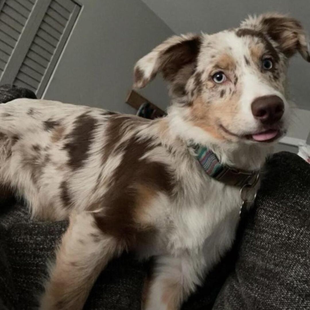 Willow, ADOPTABLE, Adult Female Australian Shepherd.