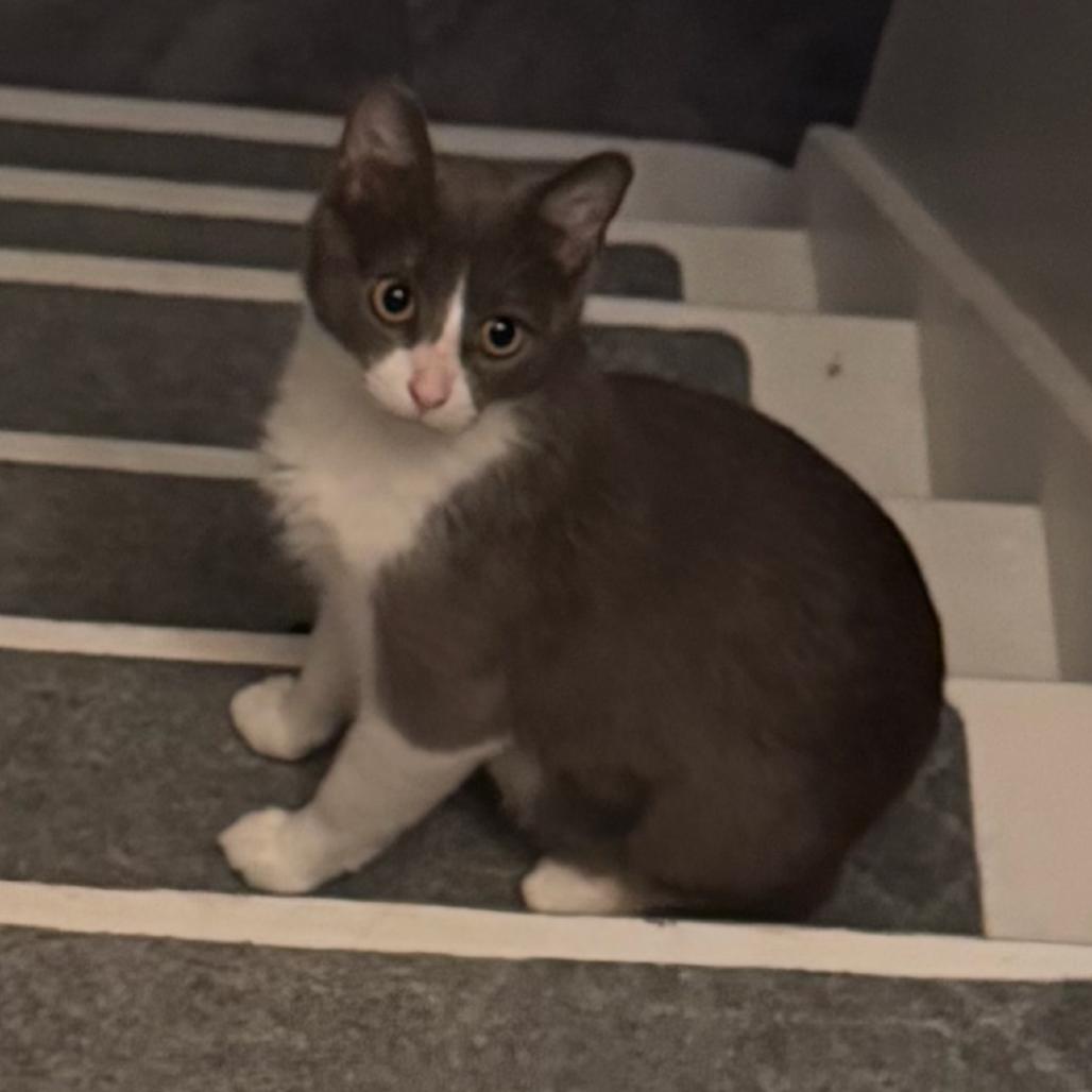 Jenny, Adoptable, Adult Female Domestic Short Hair.