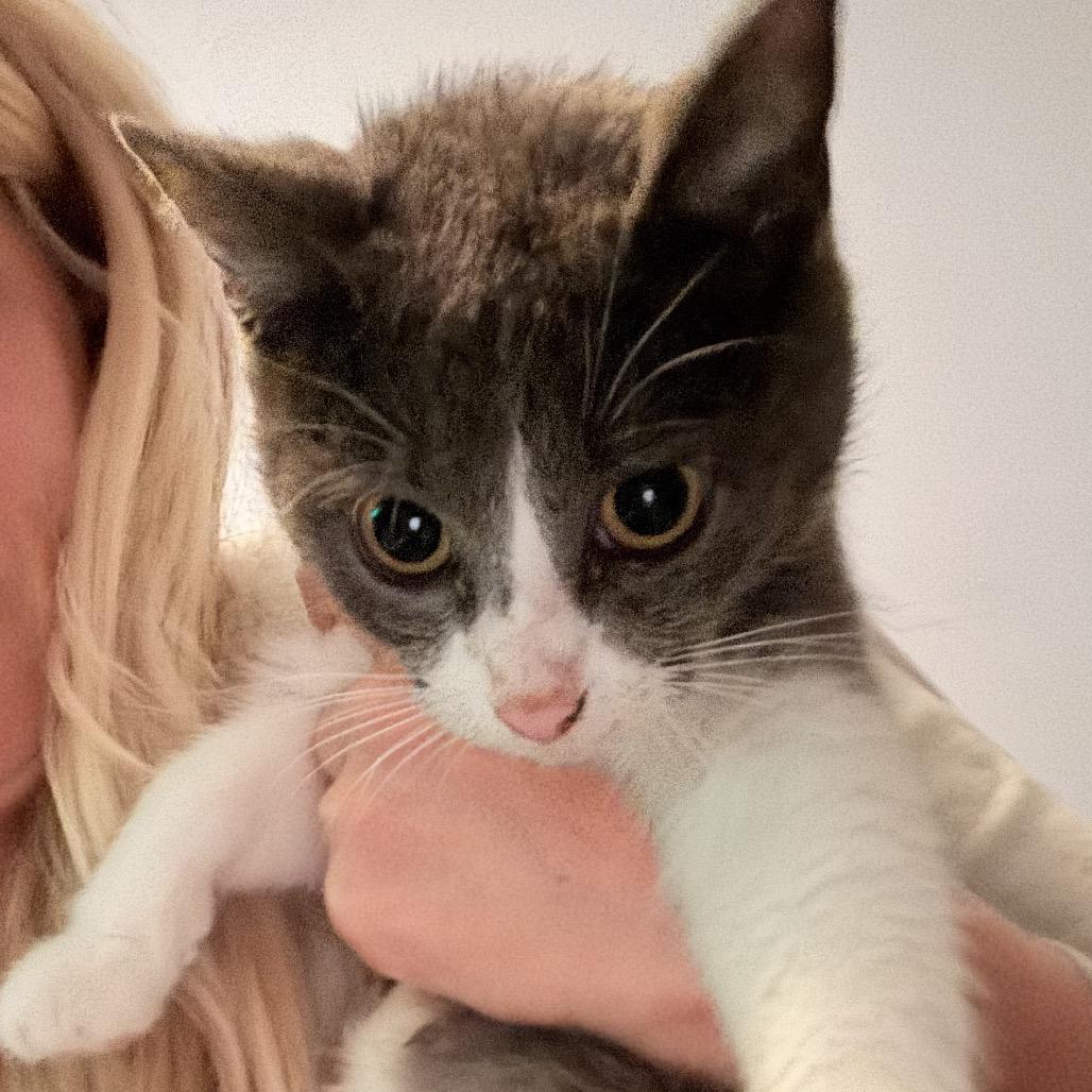 Enlarge Jenny, a Adoptable Domestic Short Hair in Huntington, WV image 2/2