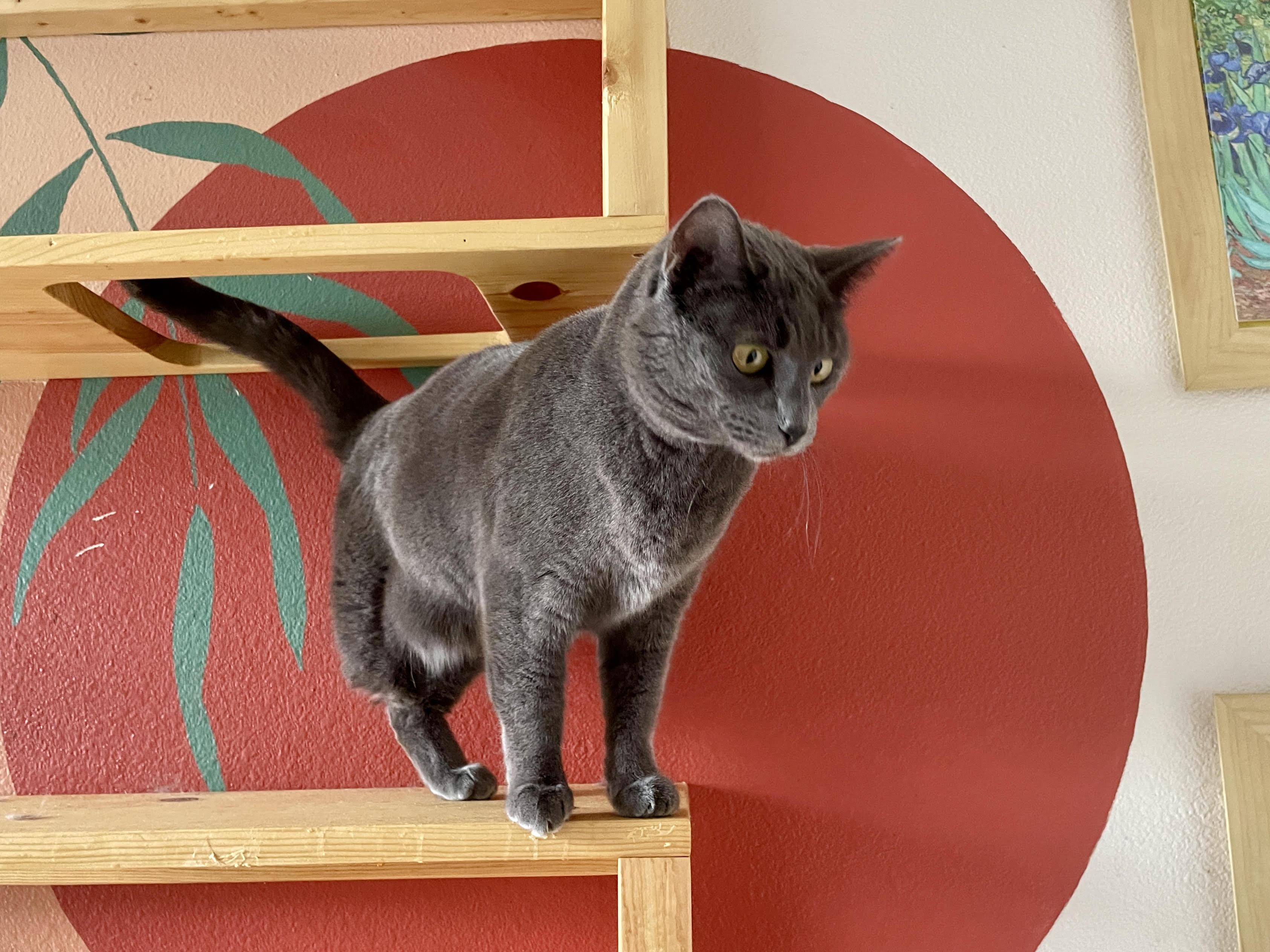 Trinity, a Adoptable Domestic Short Hair in Pocatello, ID image 3/4