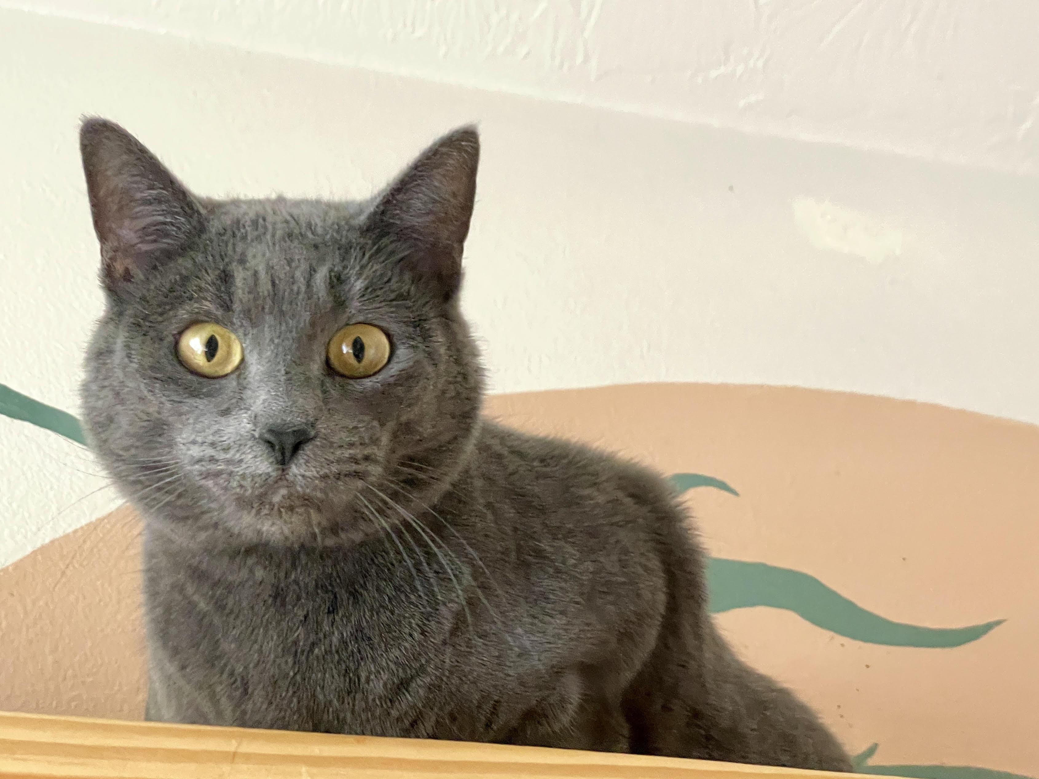 Trinity, a Adoptable Domestic Short Hair in Pocatello, ID image 1/4