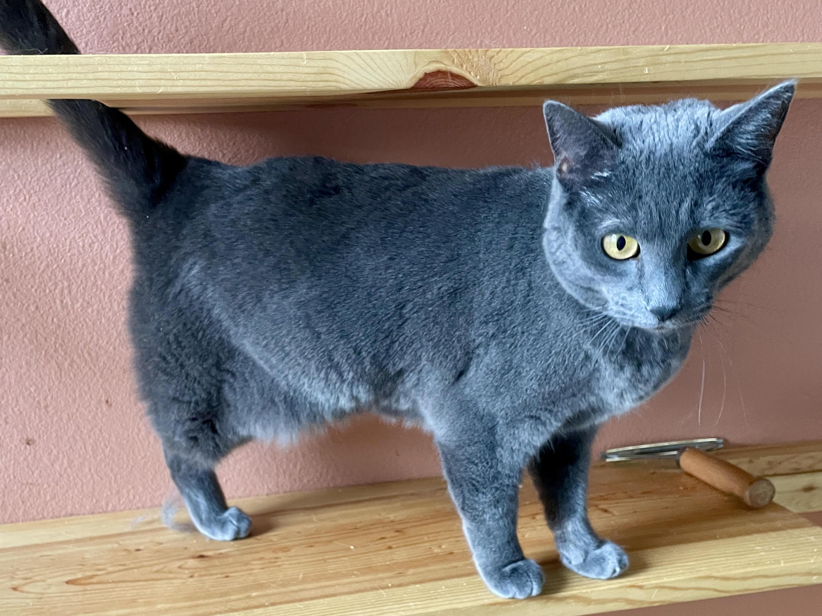 Trinity, a Adoptable Domestic Short Hair in Pocatello, ID image 4/4