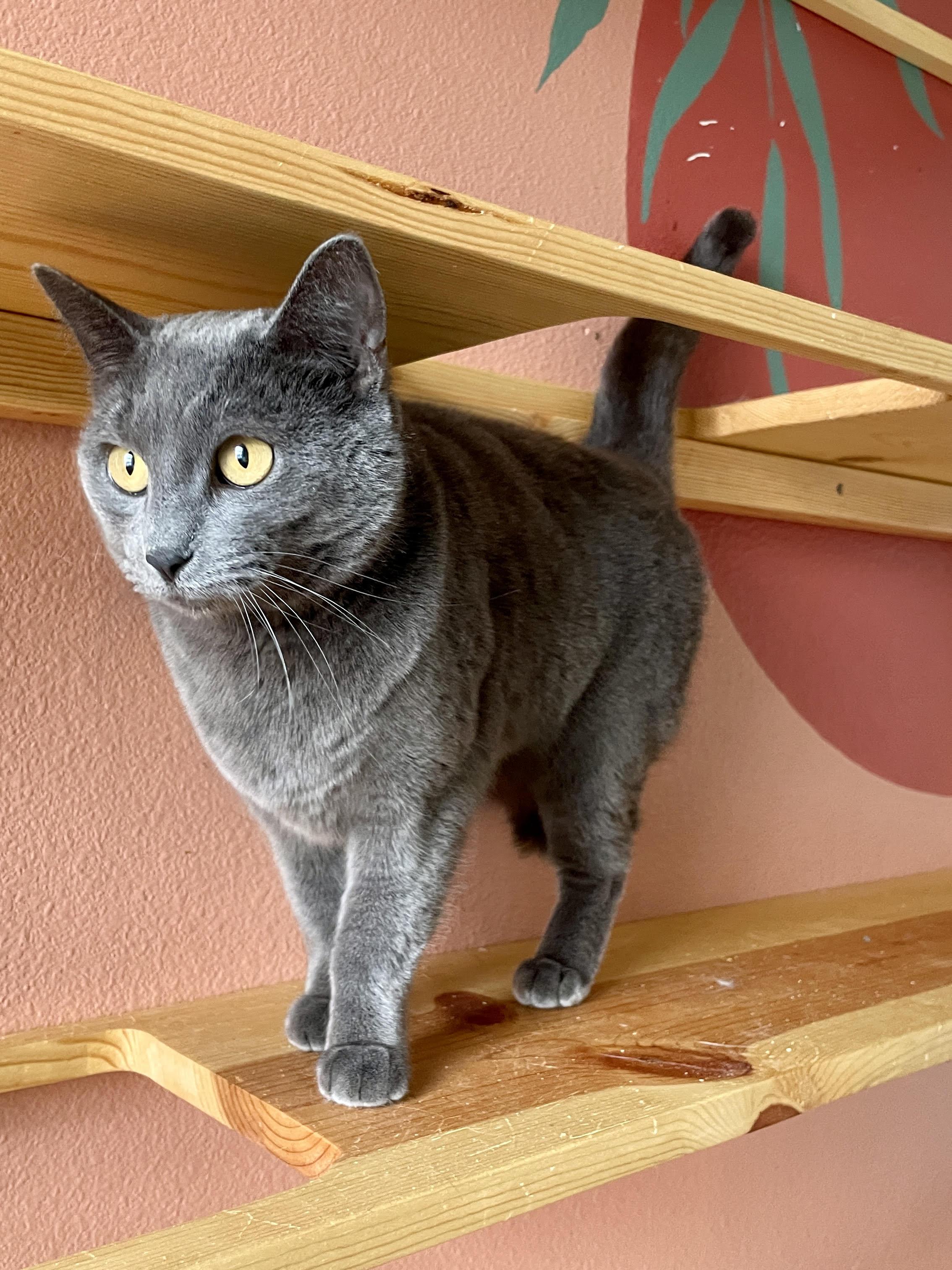 Trinity, a Adoptable Domestic Short Hair in Pocatello, ID image 2/4