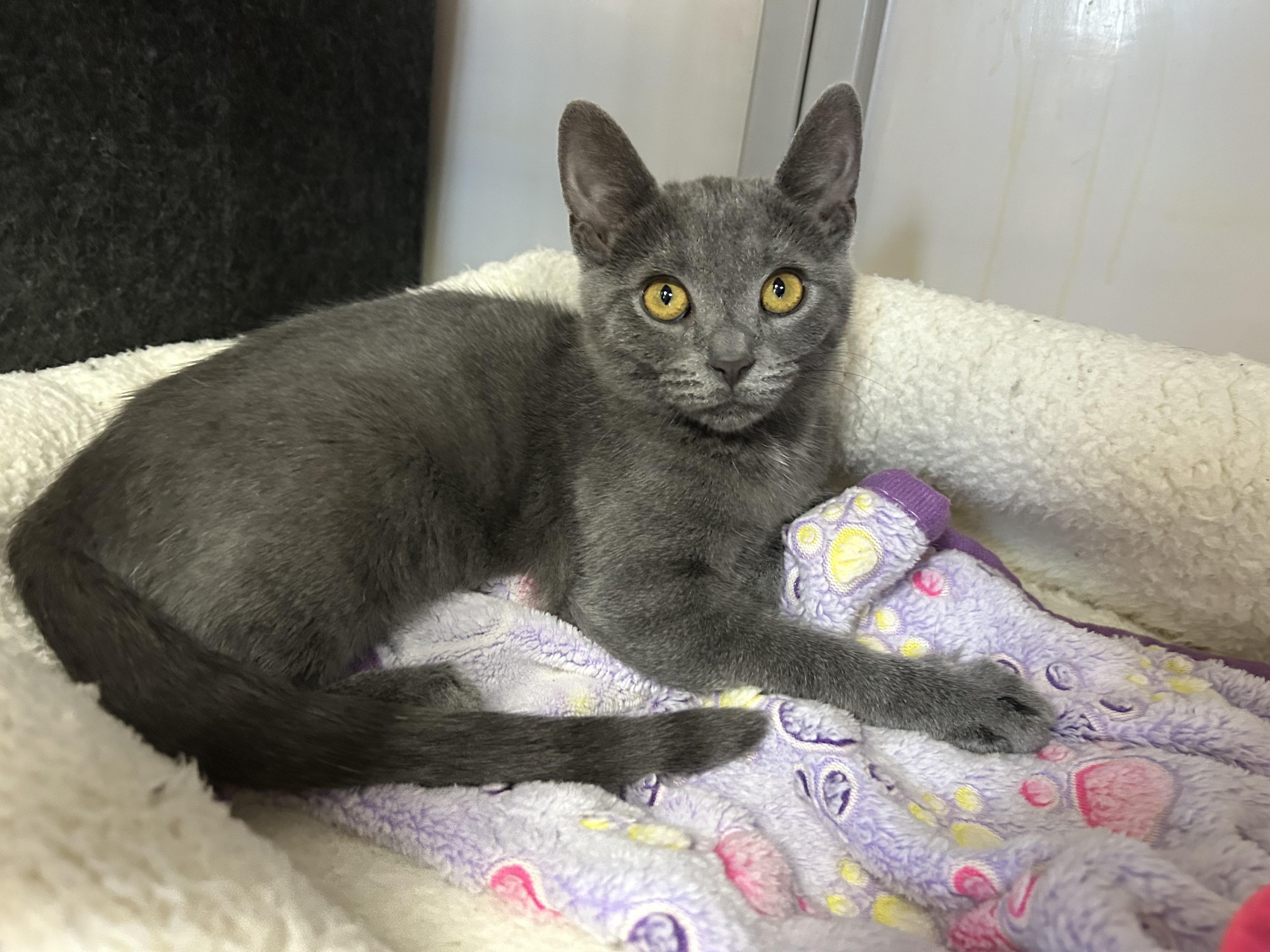 Ashe, a Adoptable Domestic Short Hair in White Oak, PA image 1/2
