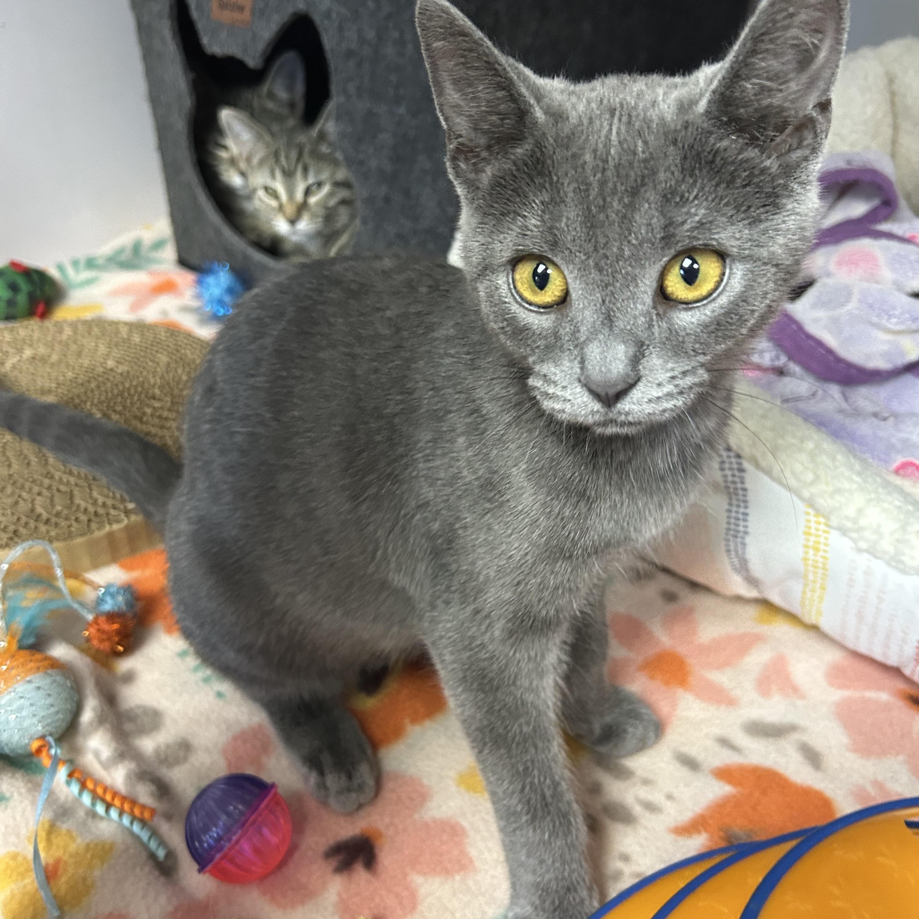 Ashe, a Adoptable Domestic Short Hair in White Oak, PA image 2/2