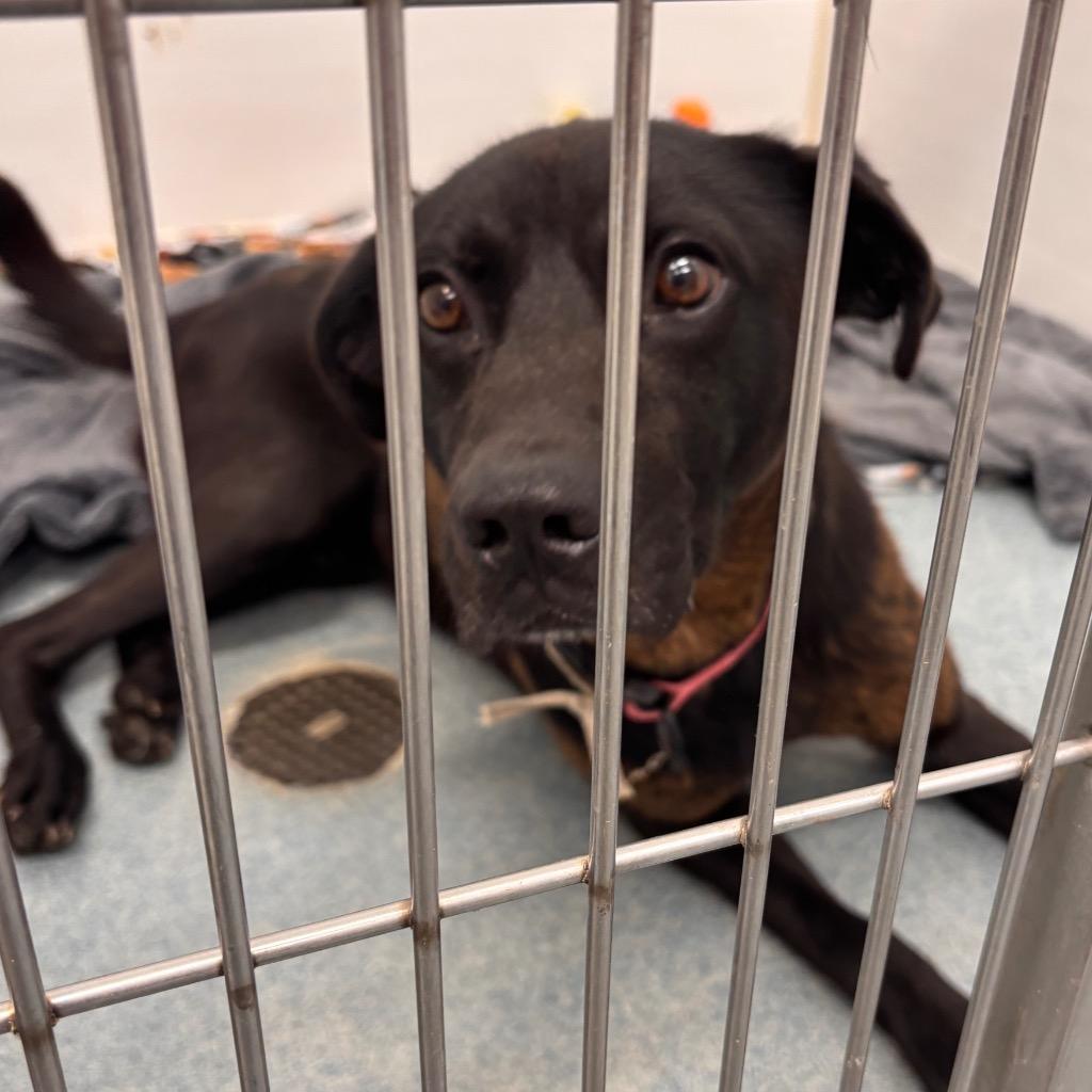 Charlie, Adoptable, Adult Male Labrador Retriever & Pit Bull Terrier.