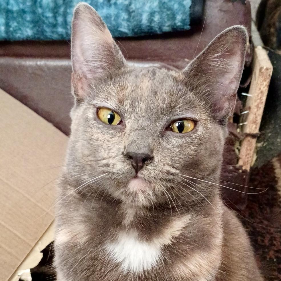 Enlarge Luna, a Adoptable Domestic Short Hair in Los Angeles, CA image 1/4