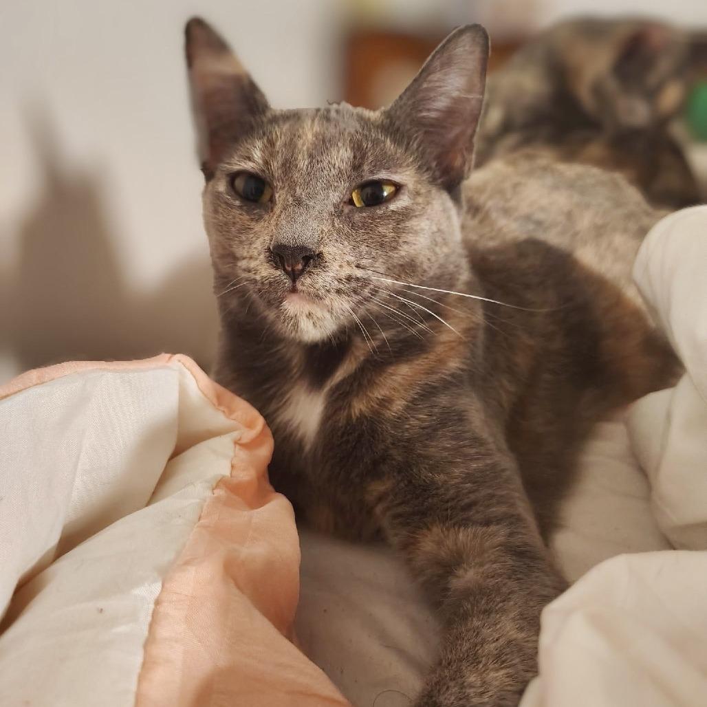 Enlarge Luna, a Adoptable Domestic Short Hair in Los Angeles, CA image 2/4