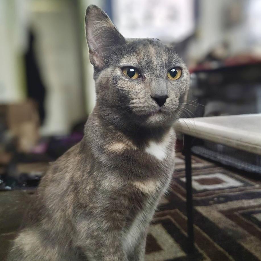 Enlarge Luna, a Adoptable Domestic Short Hair in Los Angeles, CA image 3/4