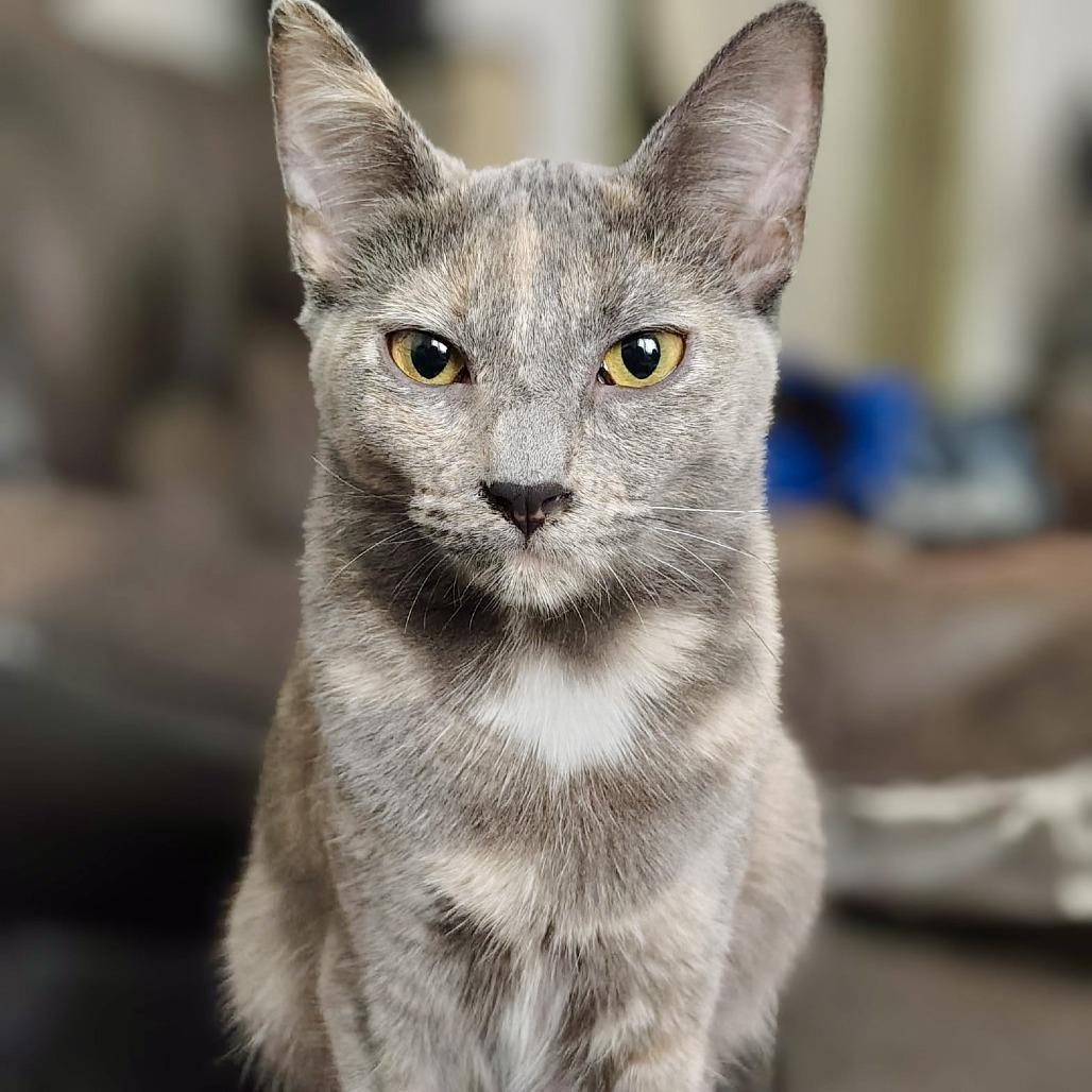 Enlarge Luna, a Adoptable Domestic Short Hair in Los Angeles, CA image 4/4