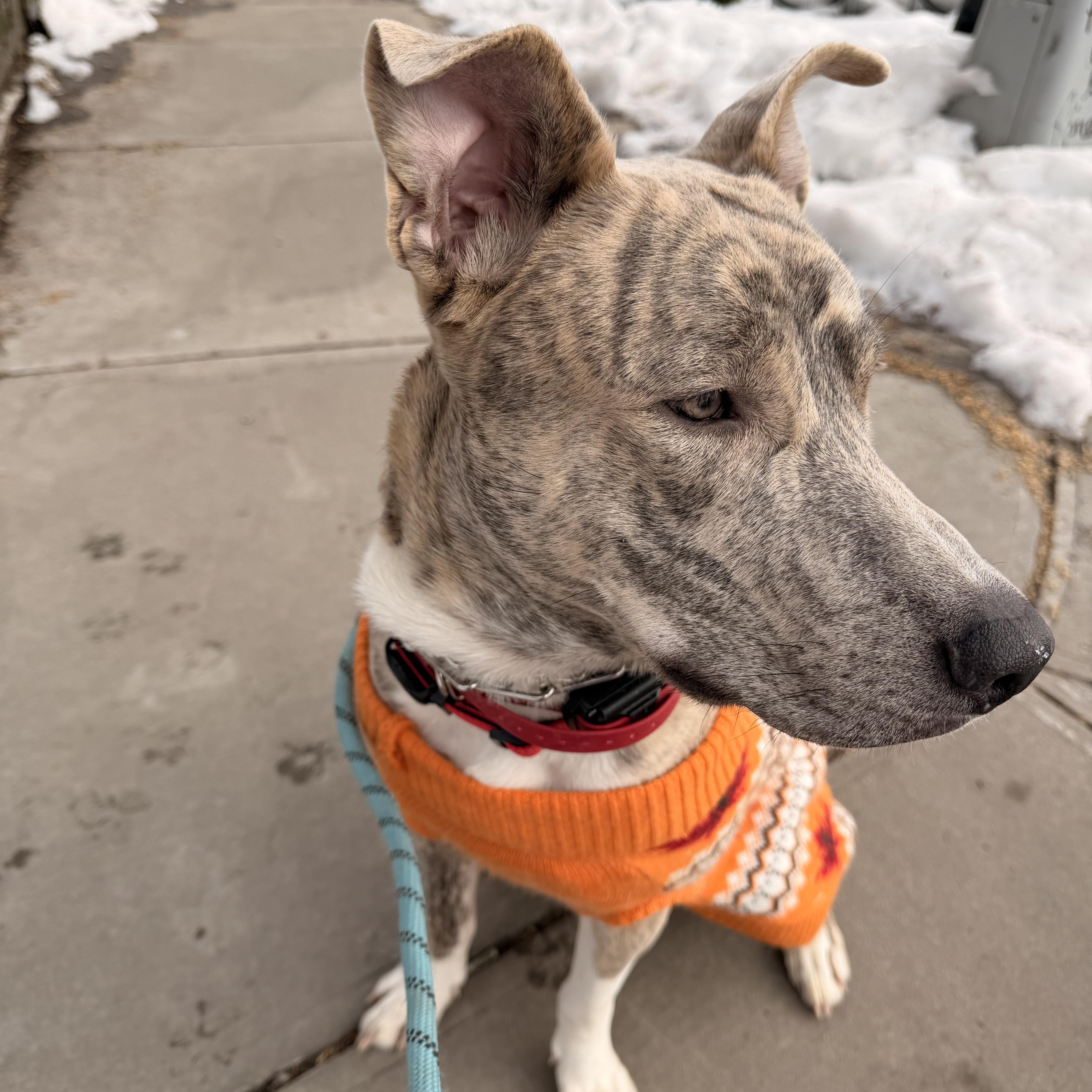 Enlarge Ash , a Adoptable mixed breed in Great Barrington, MA image 2/6