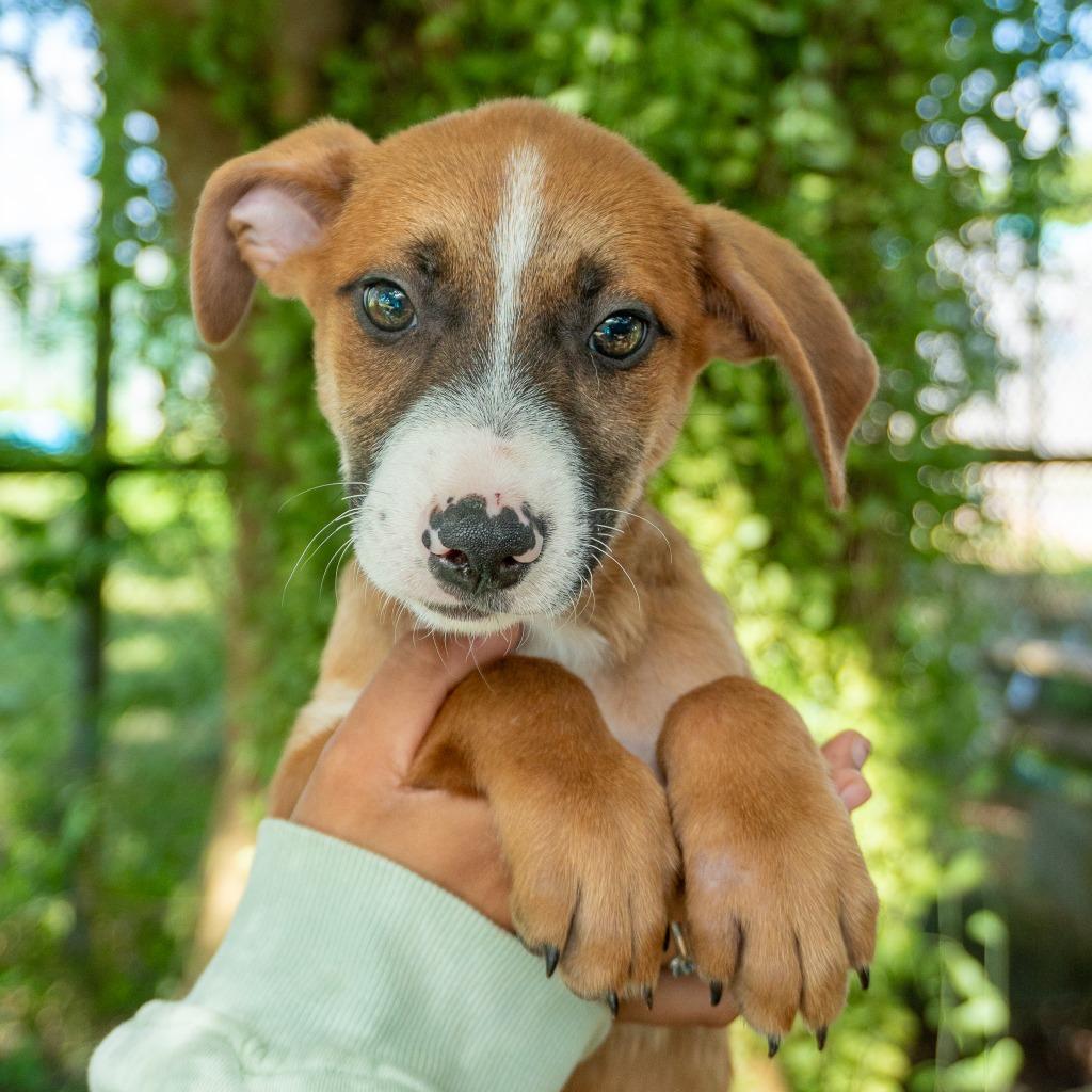 The Grinch, Adoptable, Puppy Male Affenpinscher.