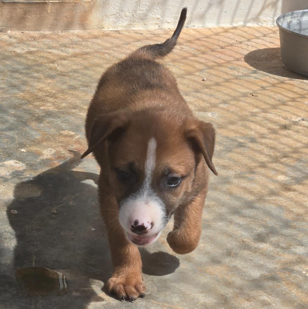 Enlarge The Grinch, a Adoptable Affenpinscher in Mangilao, GU image 2/2