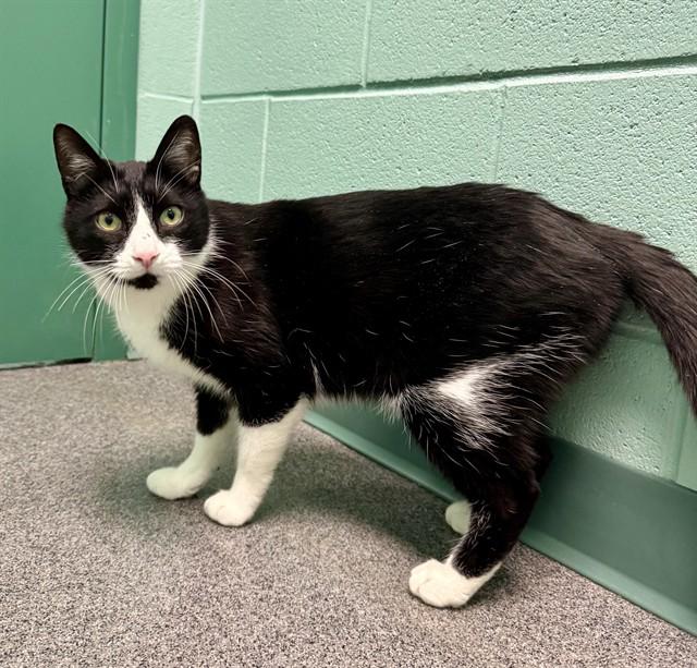 PIKE, Adoptable, Young Male Domestic Short Hair.