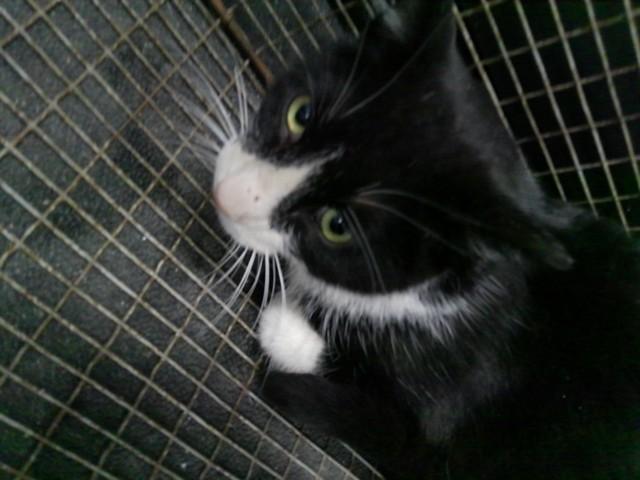 Enlarge PIKE, a Adoptable Domestic Short Hair in Kalamazoo, MI image 1/1