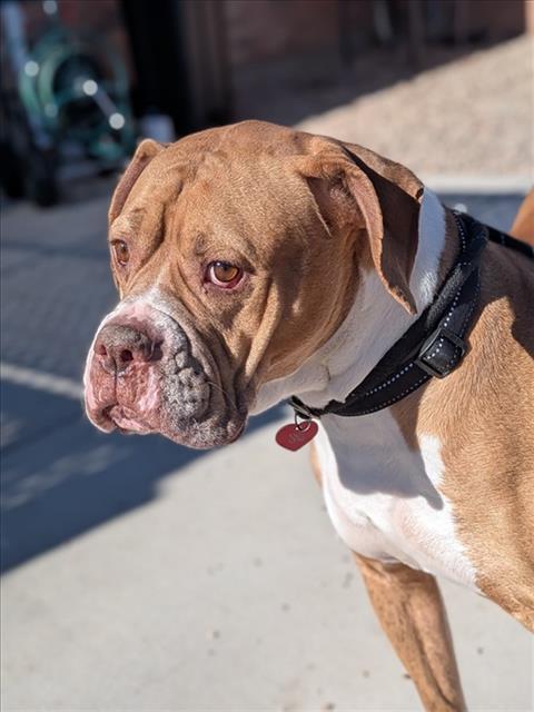 Enlarge LAUREL, a Adoptable American Bulldog in Loveland, CO image 1/1