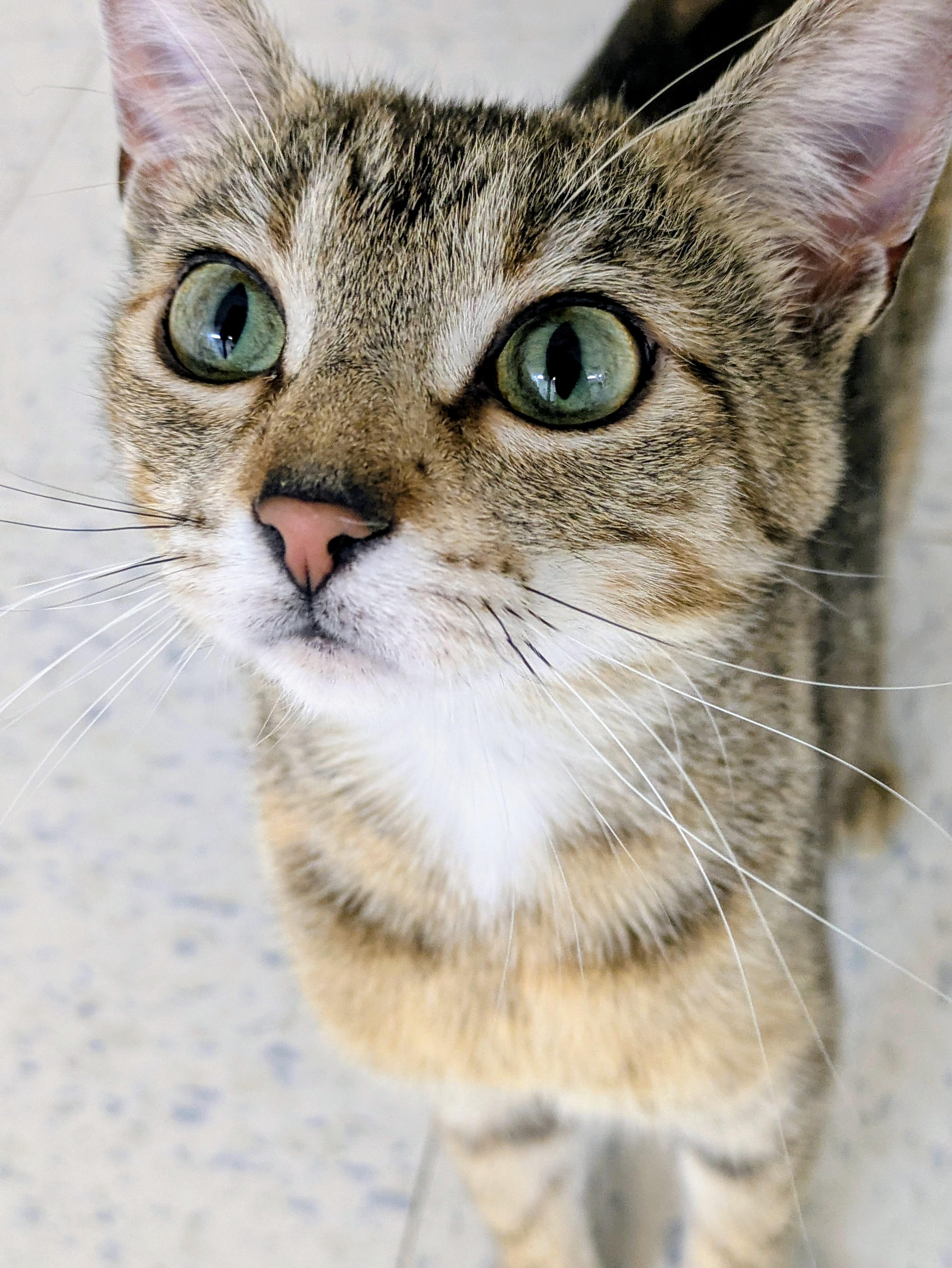 Roxy, ADOPTABLE, Adult Female Domestic Short Hair.