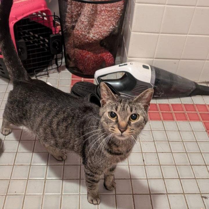 Penelope, Adoptable, Adult Female American Shorthair.