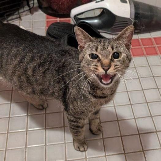 Penelope, a Adoptable American Shorthair in Pikesville, MD image 2/3