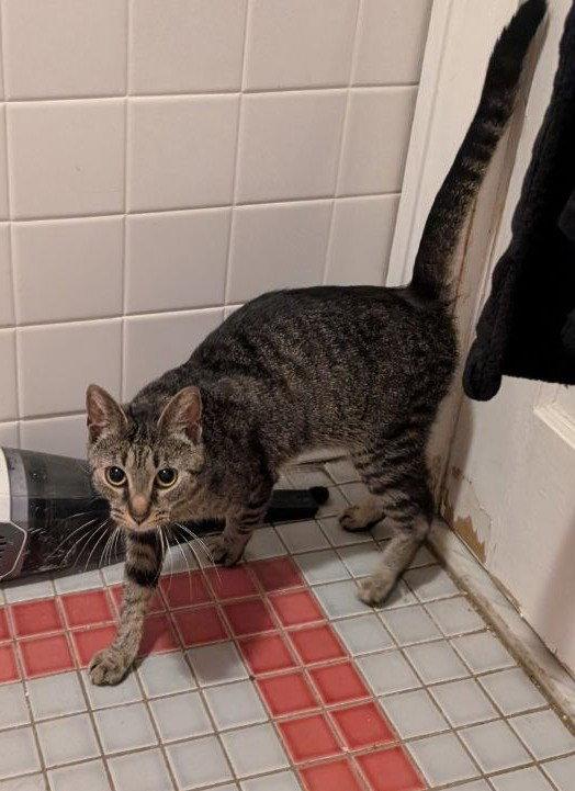 Penelope, a Adoptable American Shorthair in Pikesville, MD image 3/3
