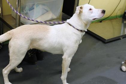 Enlarge Candy, a Adoptable mixed breed in Picayune, MS image 1/3