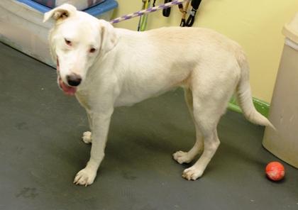 Enlarge Candy, a Adoptable mixed breed in Picayune, MS image 2/3