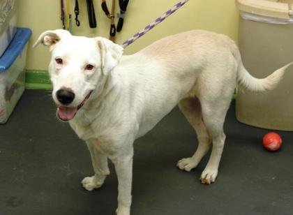 Enlarge Candy, a Adoptable mixed breed in Picayune, MS image 3/3