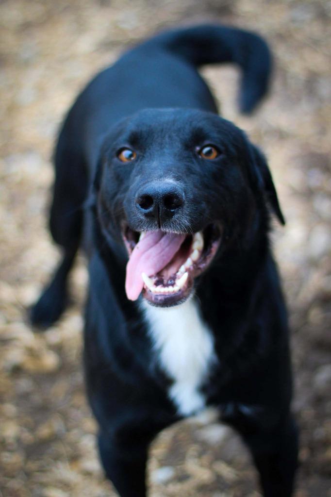 Enlarge Grinch, a ADOPTABLE Black Labrador Retriever in Calhoun, KY image 2/3