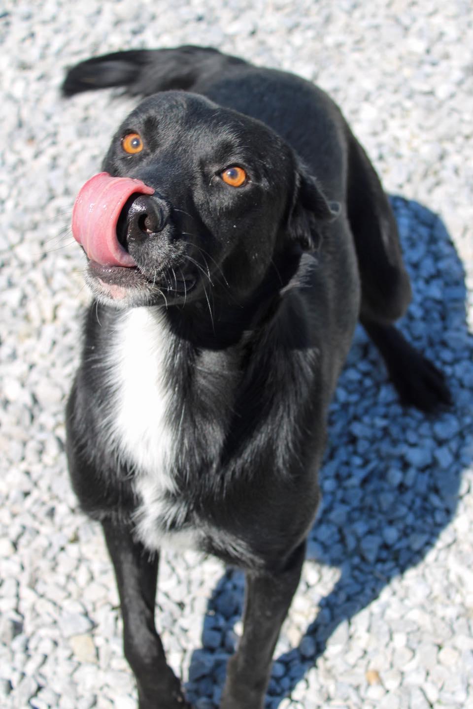 Enlarge Grinch, a ADOPTABLE Black Labrador Retriever in Calhoun, KY image 6/6