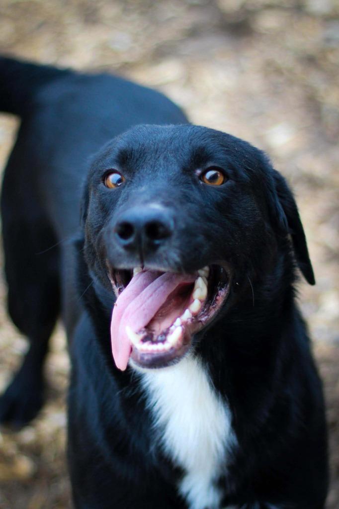 Grinch, ADOPTABLE, Adult Male Black Labrador Retriever.