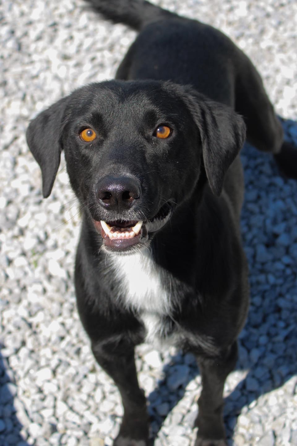 Grinch, ADOPTABLE, Adult Male Black Labrador Retriever.