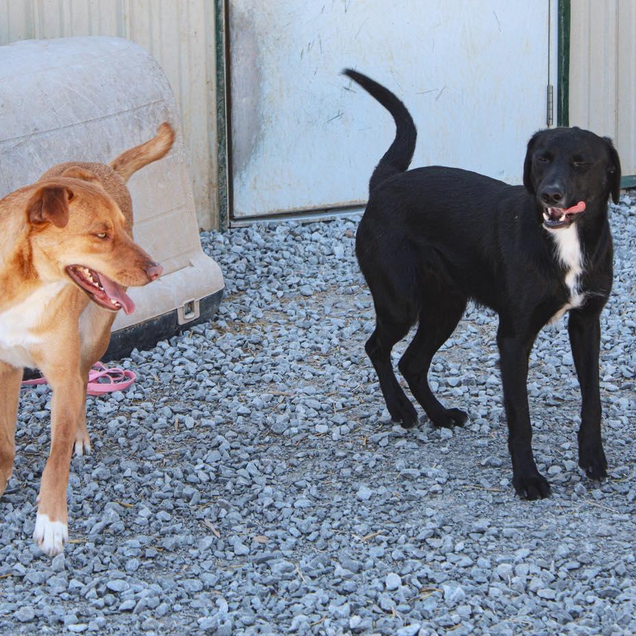 Enlarge Grinch, a ADOPTABLE Black Labrador Retriever in Calhoun, KY image 5/6