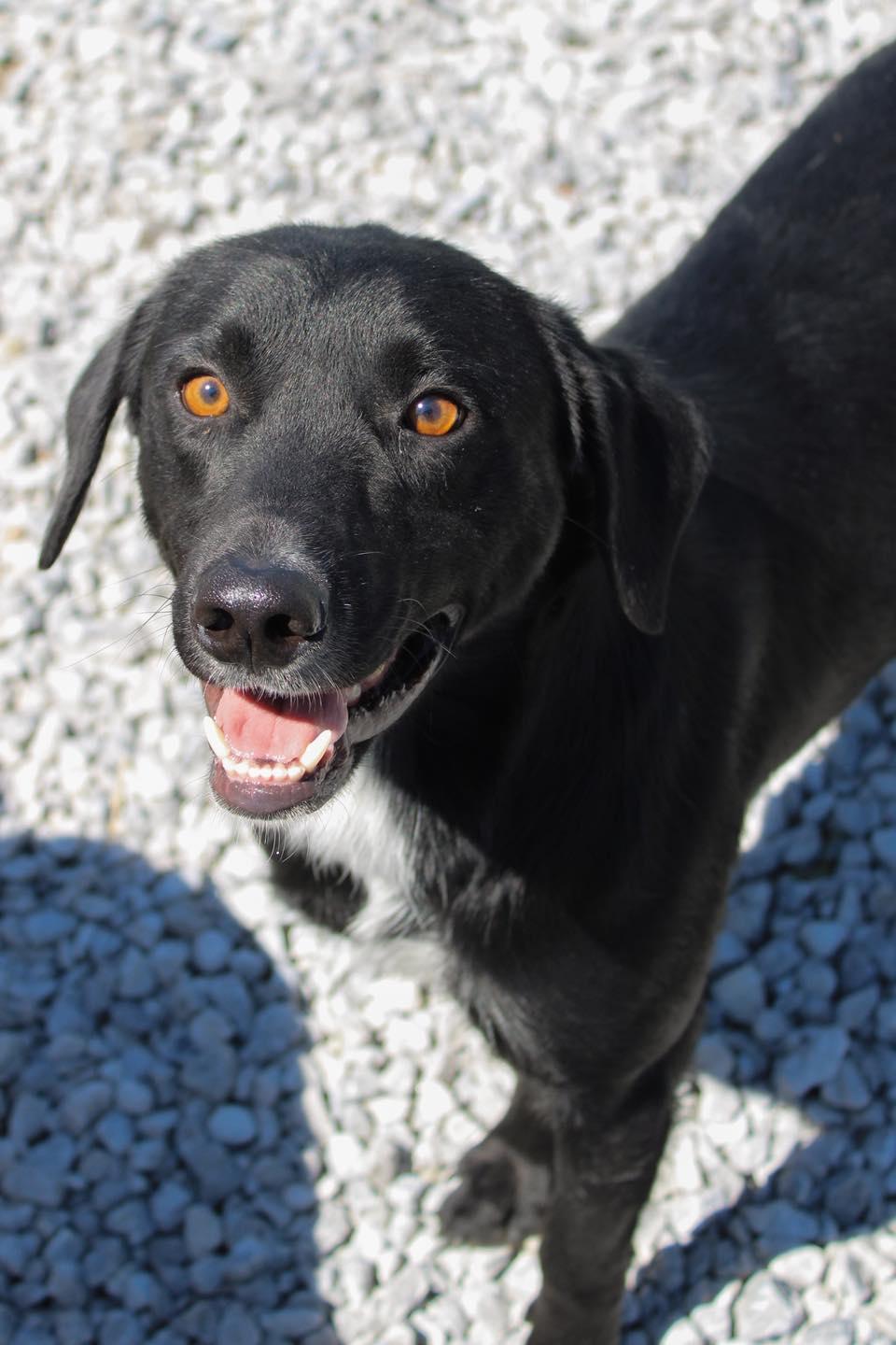 Enlarge Grinch, a ADOPTABLE Black Labrador Retriever in Calhoun, KY image 4/6