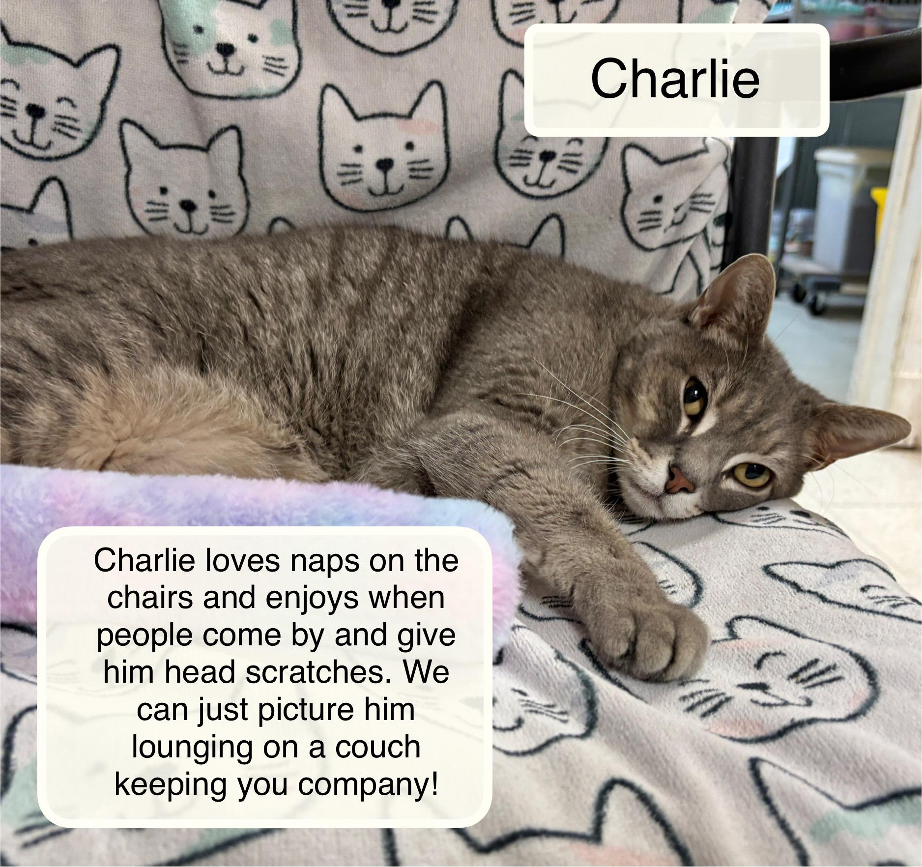 Enlarge Charlie, a Adoptable Domestic Short Hair in Ellicott City, MD image 1/4