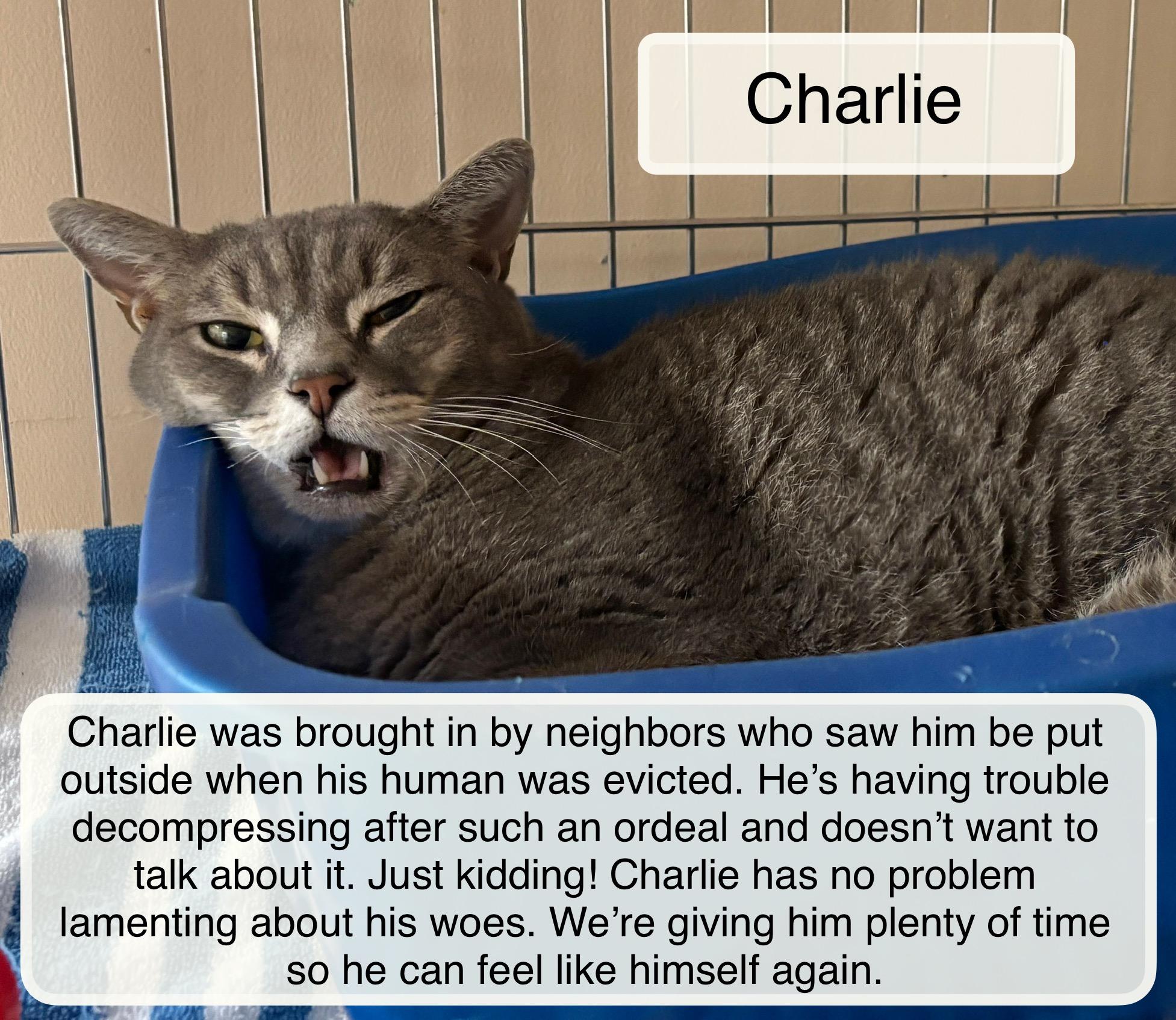 Enlarge Charlie, a Adoptable Domestic Short Hair in Ellicott City, MD image 4/4